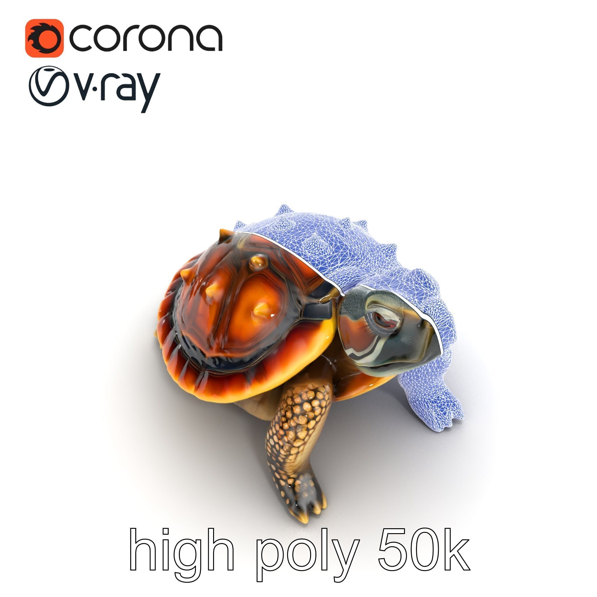 Spiny Softshell Turtle Detailed D Model Pack Low-poly 3D model_26