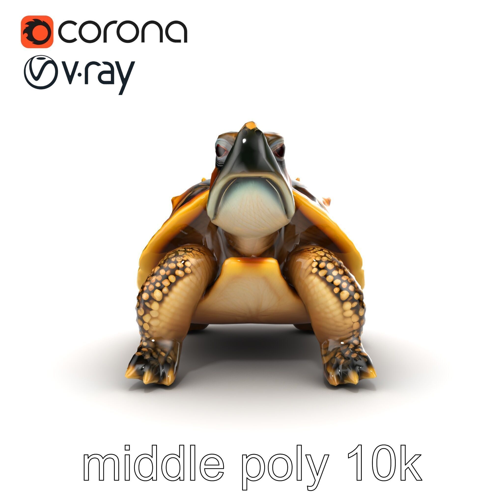 Spiny Softshell Turtle Detailed D Model Pack Low-poly 3D model_22
