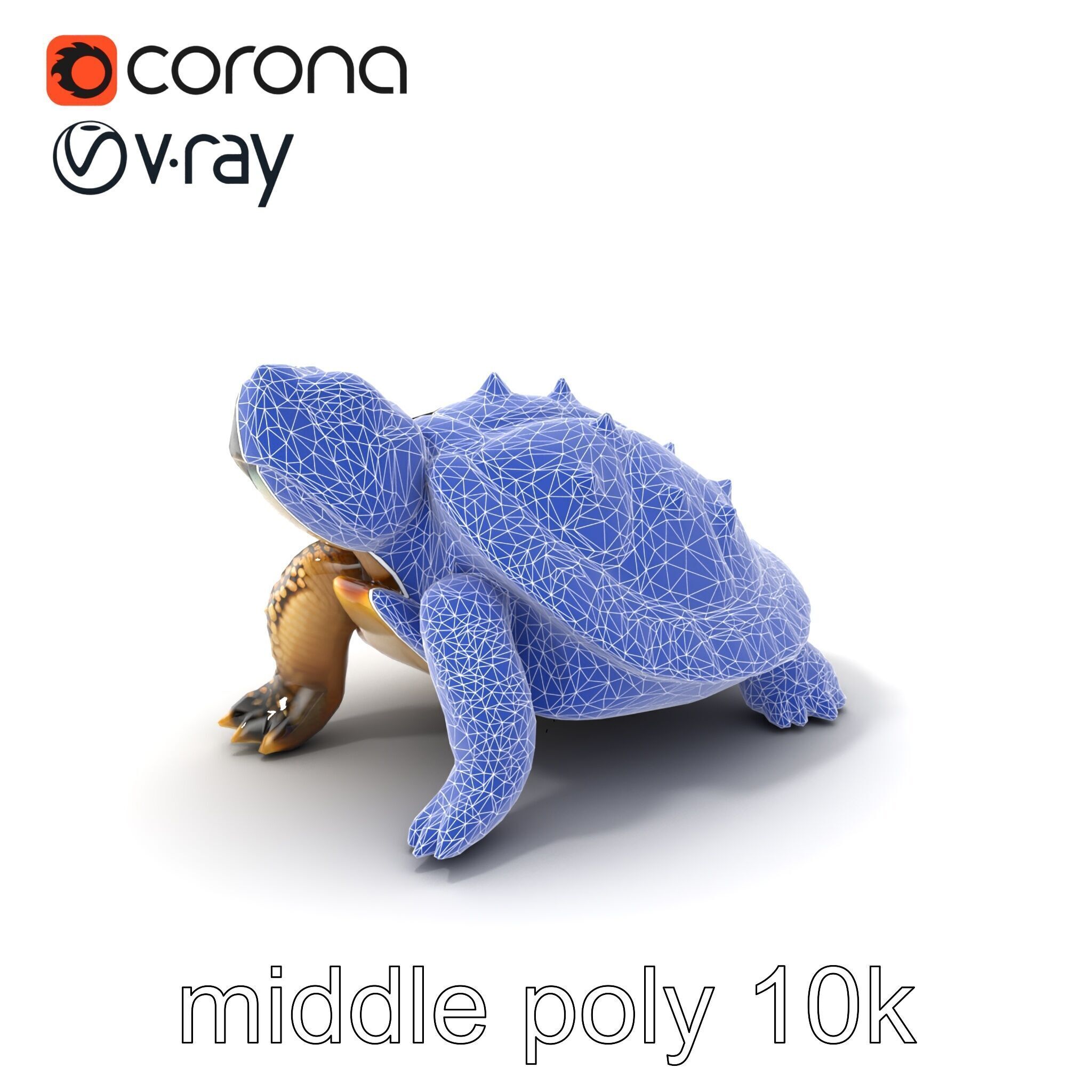 Spiny Softshell Turtle Detailed D Model Pack Low-poly 3D model_6