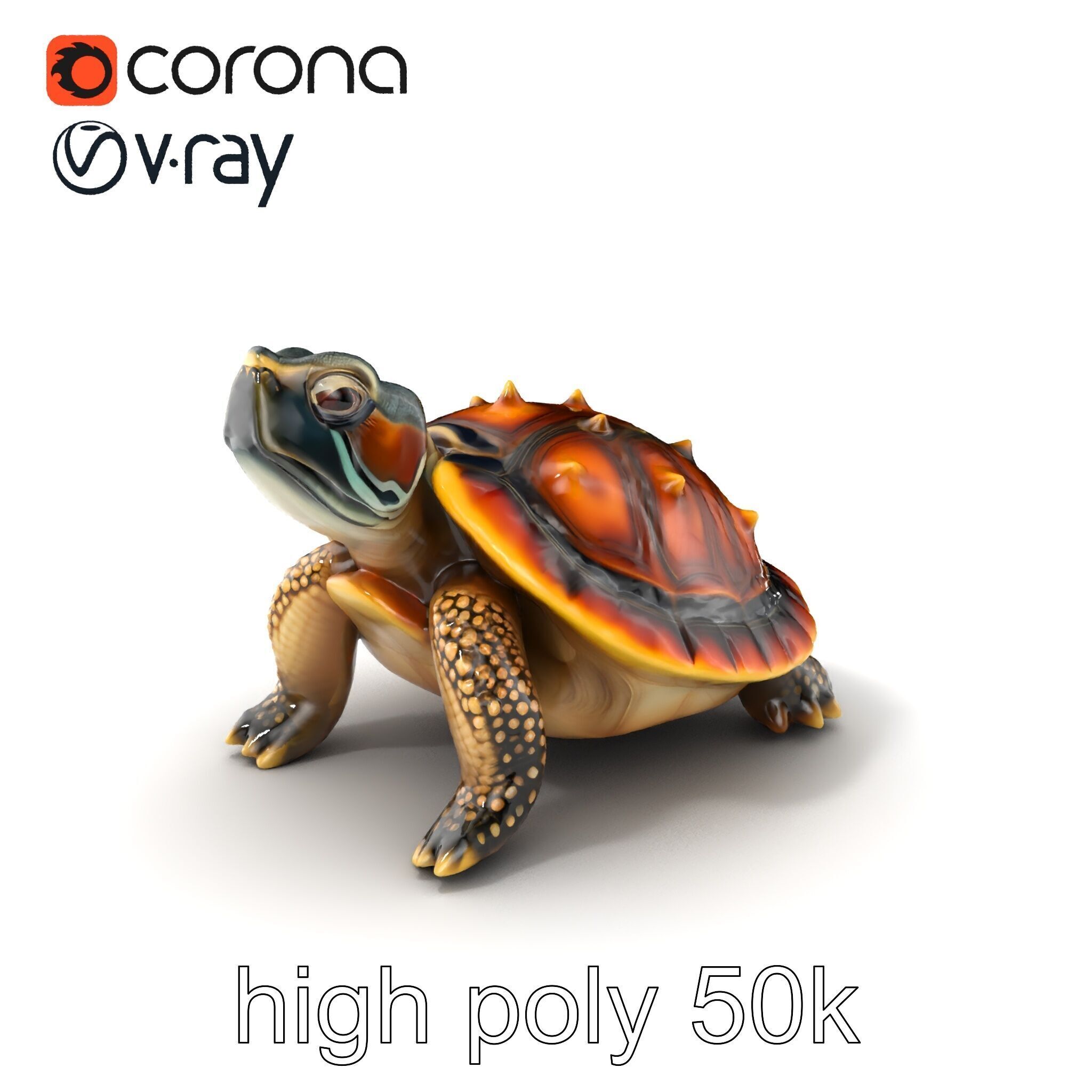 Spiny Softshell Turtle Detailed D Model Pack Low-poly 3D model_2