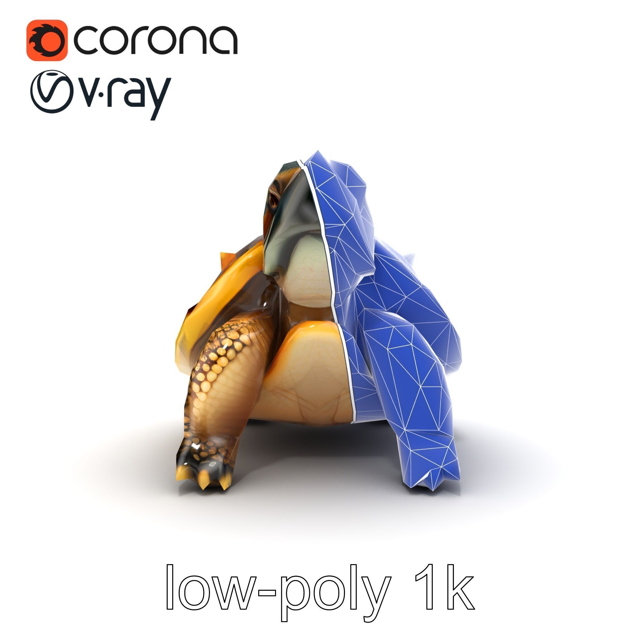 Spiny Softshell Turtle Detailed D Model Pack Low-poly 3D model_28