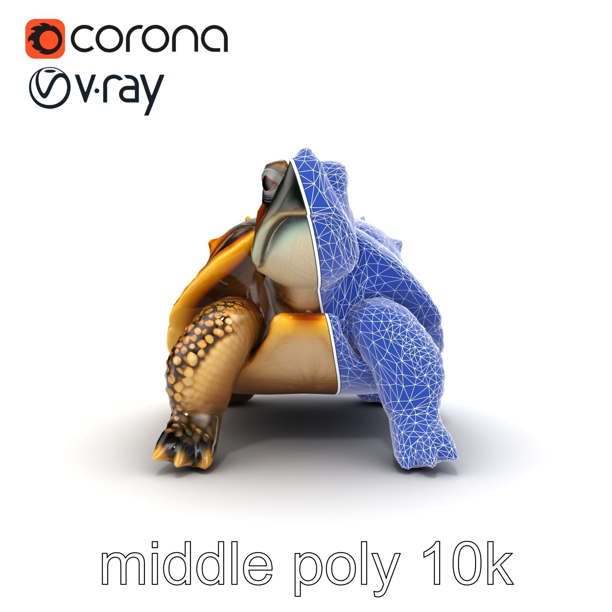 Spiny Softshell Turtle Detailed D Model Pack Low-poly 3D model_24
