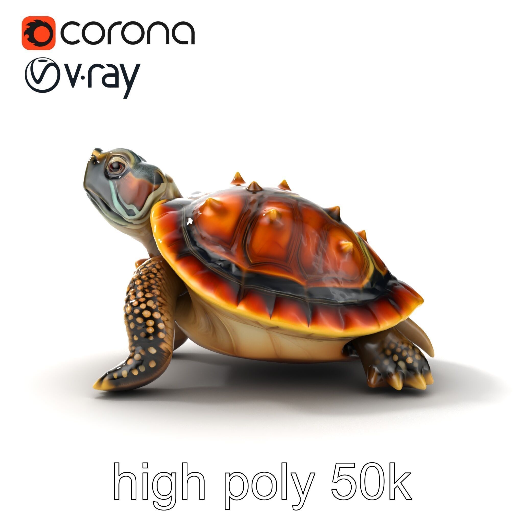 Spiny Softshell Turtle Detailed D Model Pack Low-poly 3D model_18