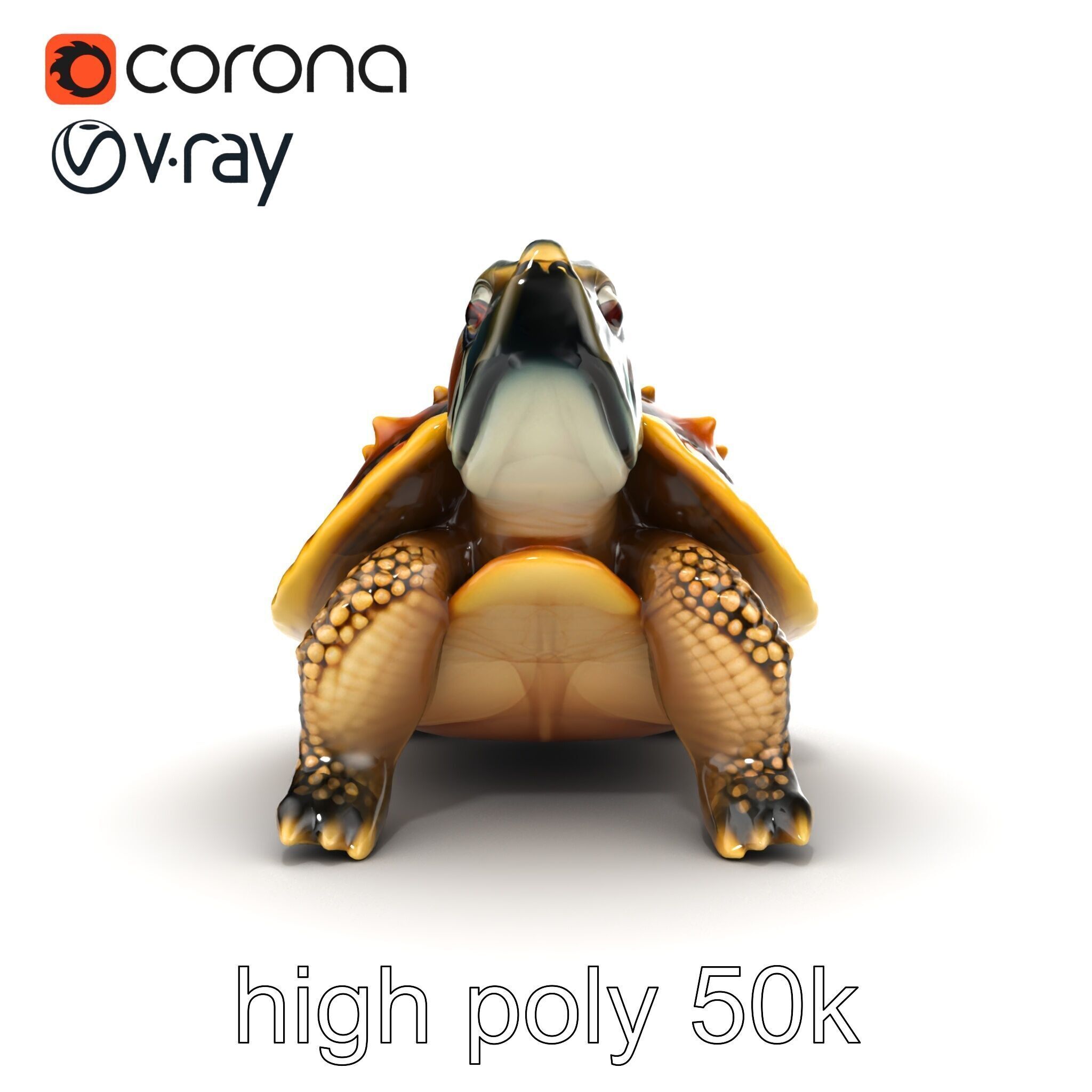 Spiny Softshell Turtle Detailed D Model Pack Low-poly 3D model_14