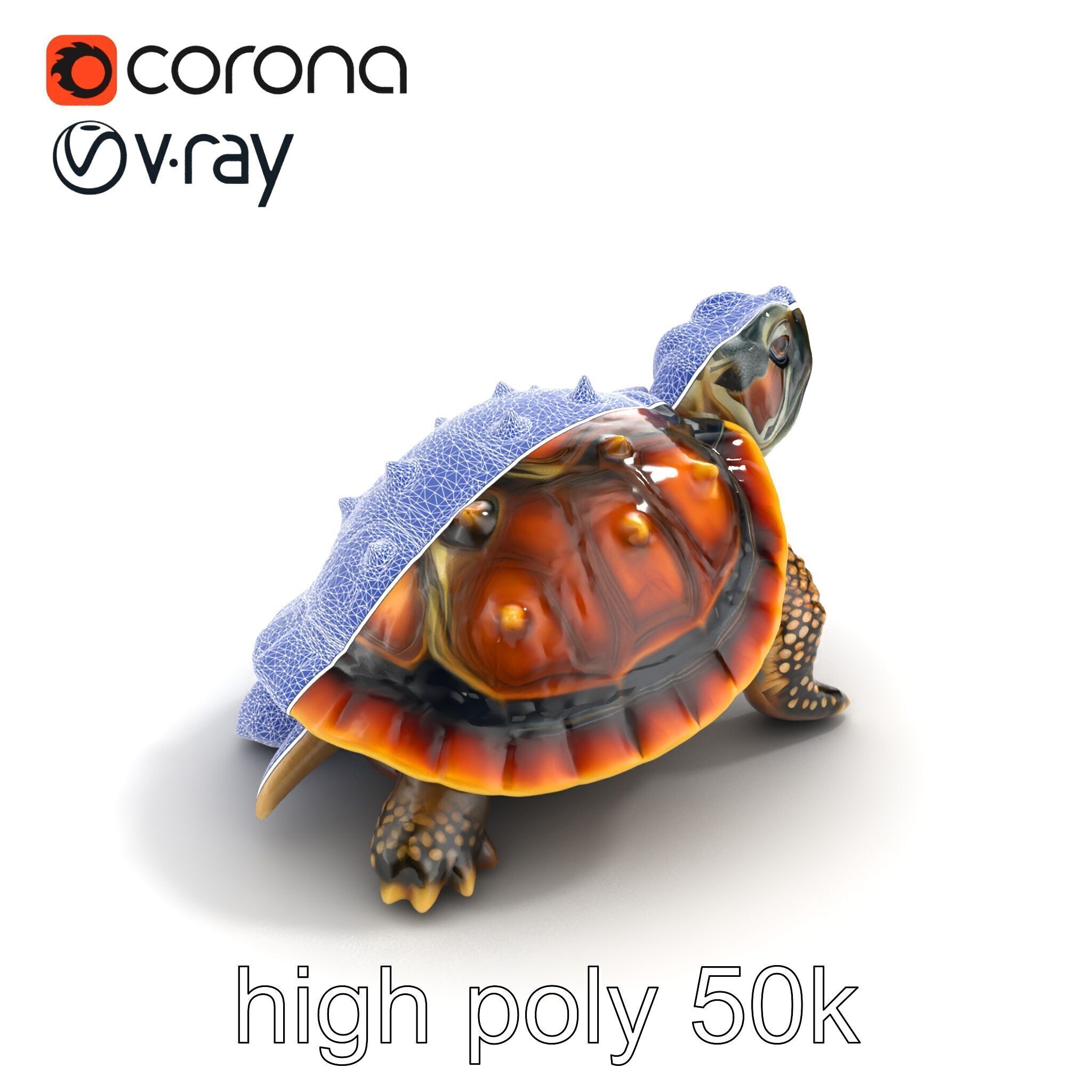 Spiny Softshell Turtle Detailed D Model Pack Low-poly 3D model_19