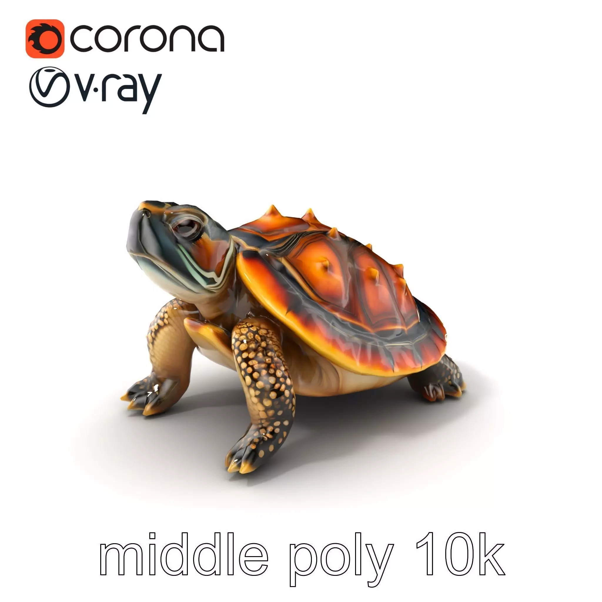 Spiny Softshell Turtle Detailed D Model Pack Low-poly 3D model_0