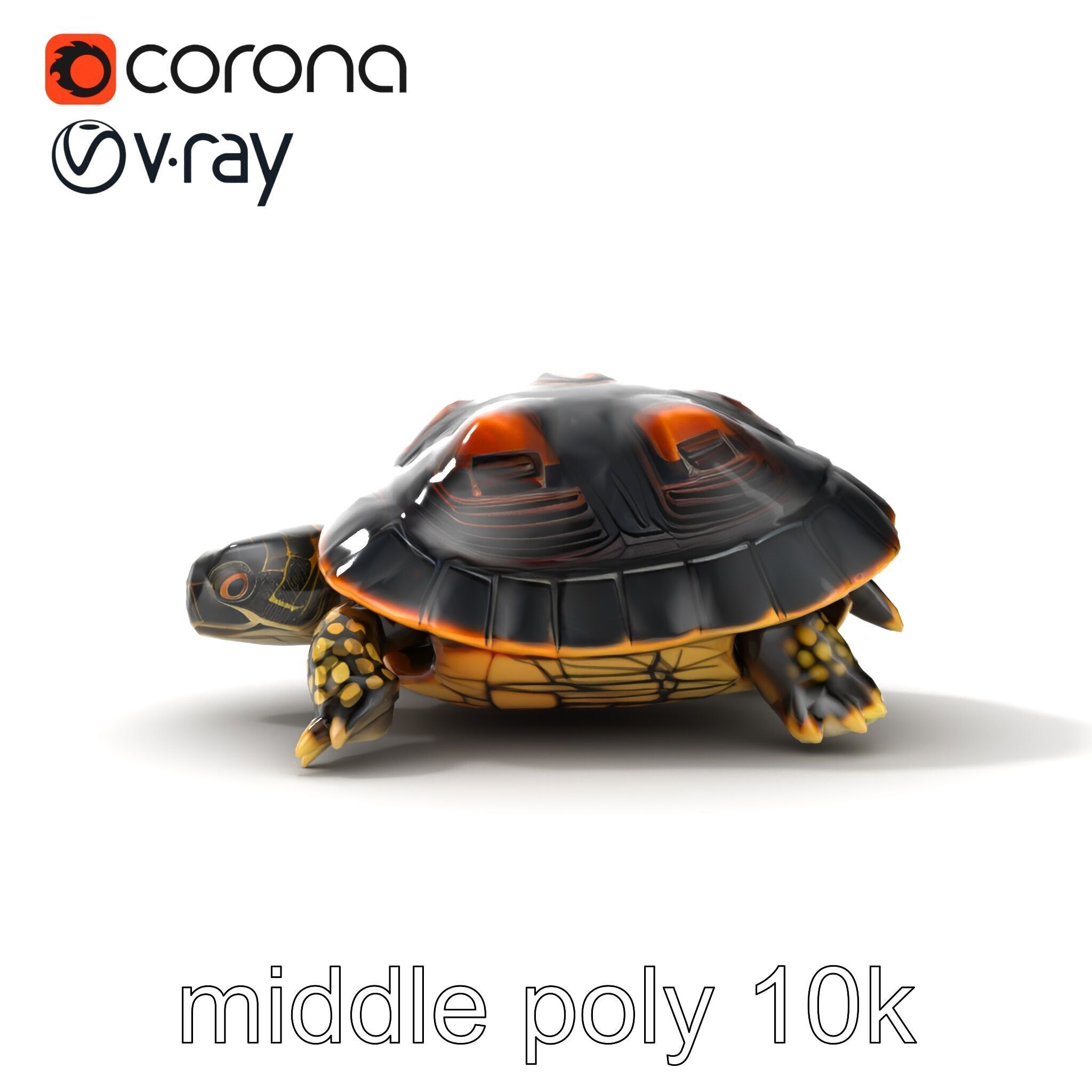 Chinese ThreeKeeled Turtle Realistic model pack Low-poly 3D model_14