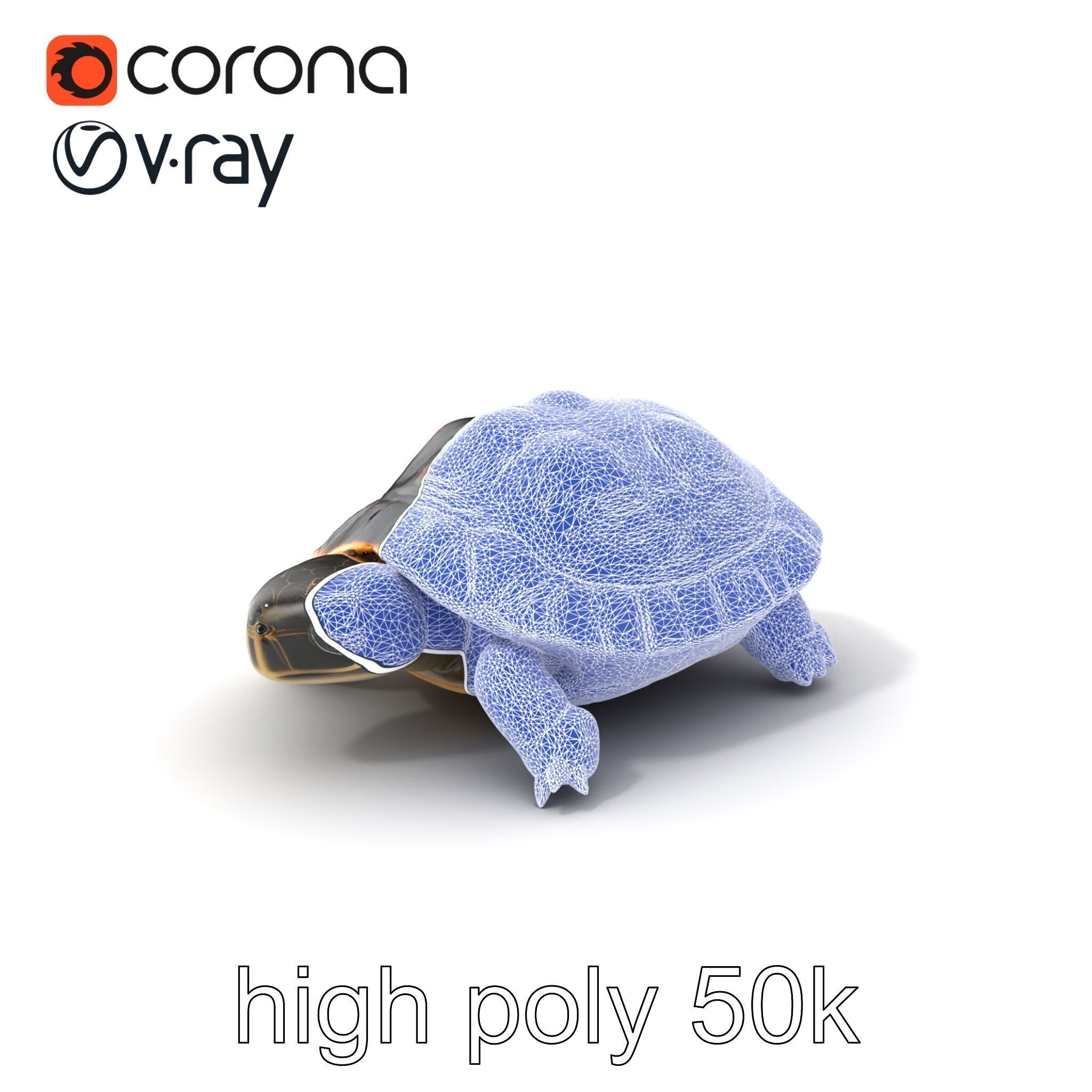 Chinese ThreeKeeled Turtle Realistic model pack Low-poly 3D model_10