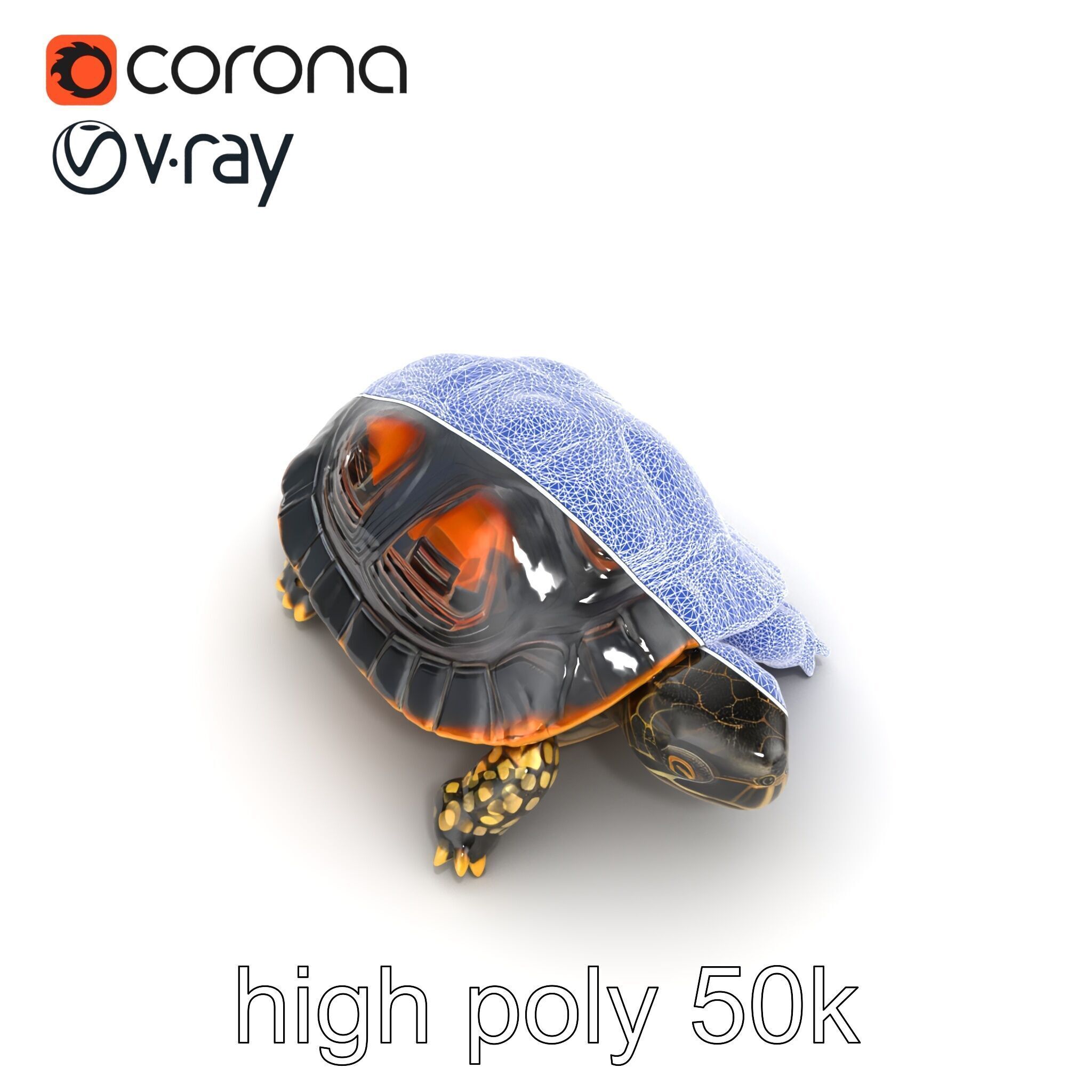 Chinese ThreeKeeled Turtle Realistic model pack Low-poly 3D model_16