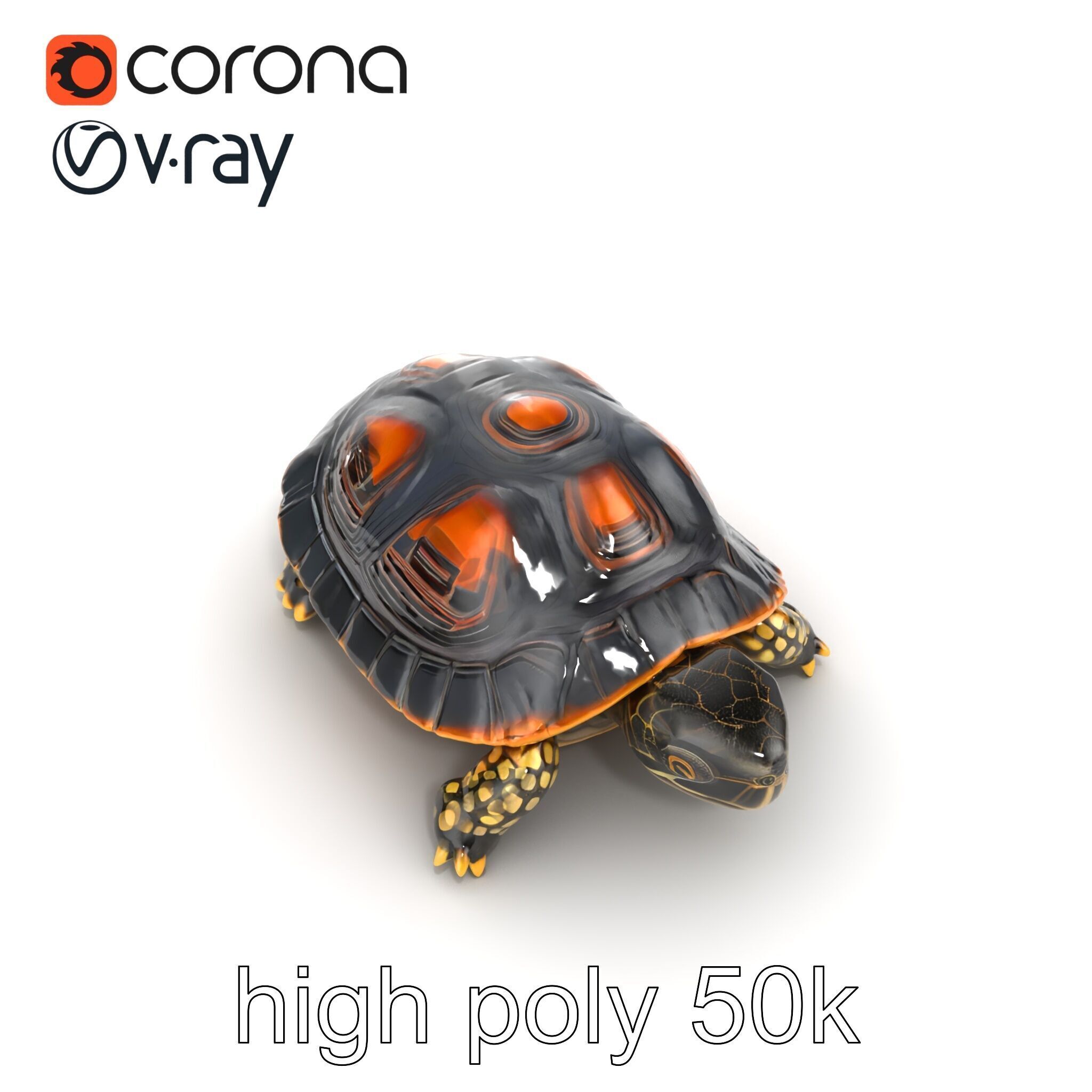 Chinese ThreeKeeled Turtle Realistic model pack Low-poly 3D model_28