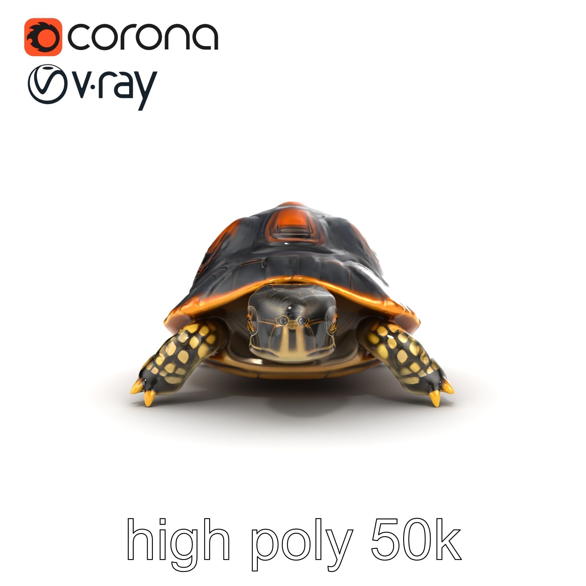 Chinese ThreeKeeled Turtle Realistic model pack Low-poly 3D model_25