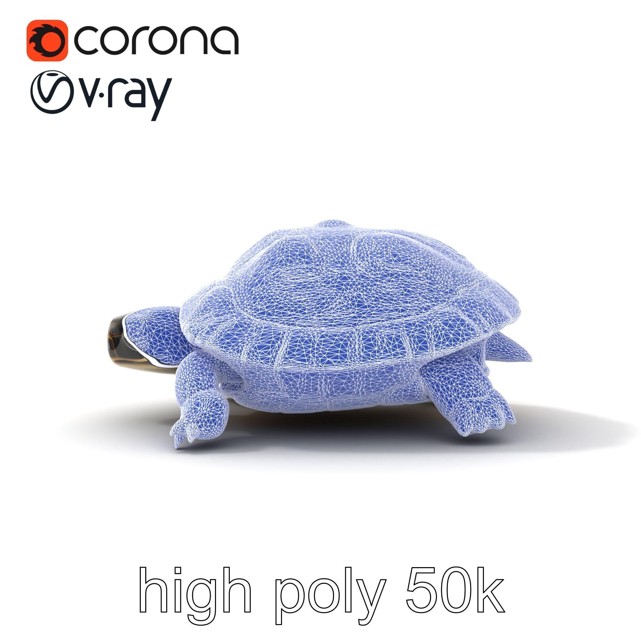 Chinese ThreeKeeled Turtle Realistic model pack Low-poly 3D model_22