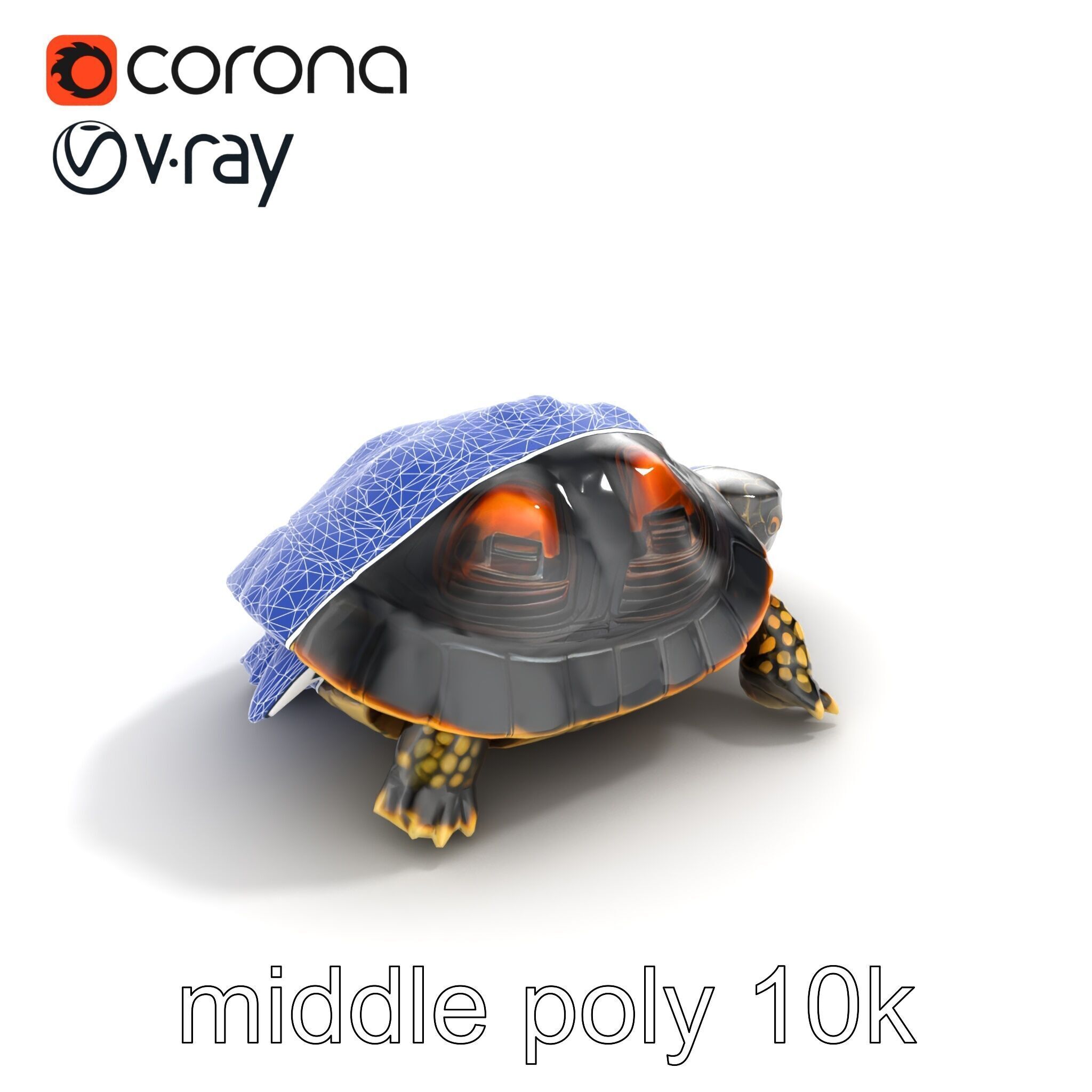 Chinese ThreeKeeled Turtle Realistic model pack Low-poly 3D model_17
