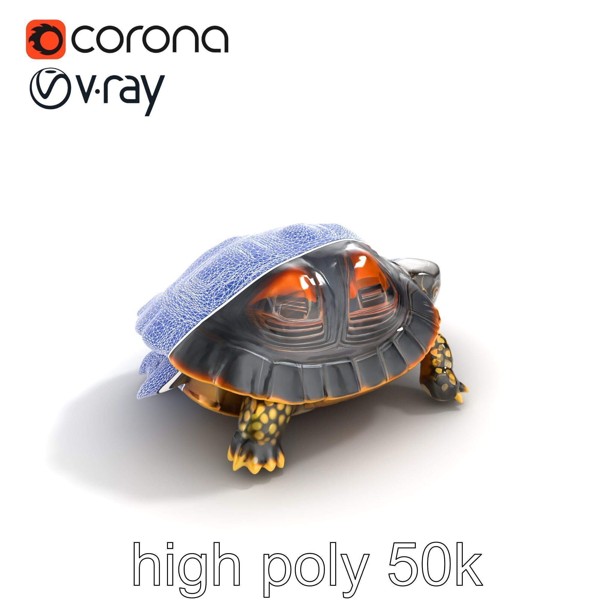 Chinese ThreeKeeled Turtle Realistic model pack Low-poly 3D model_11