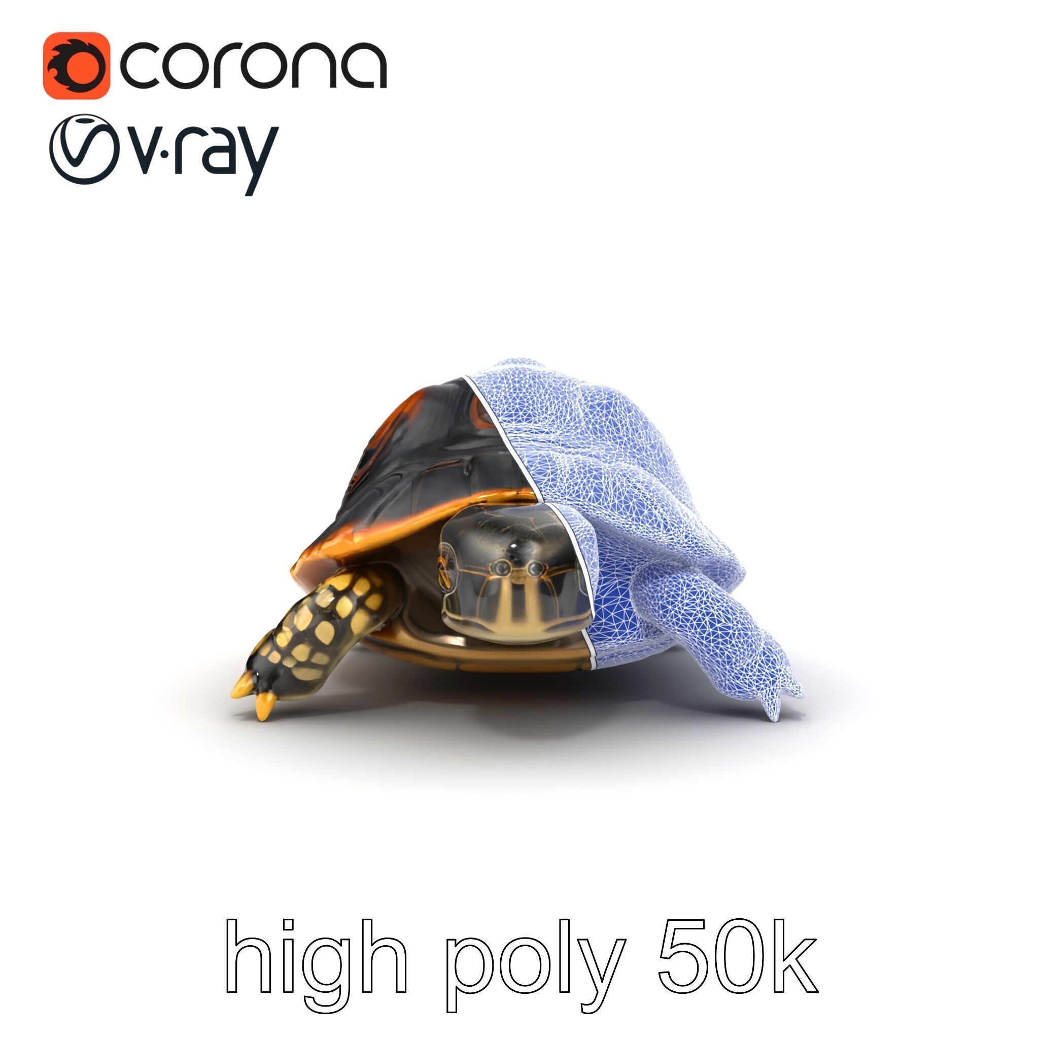 Chinese ThreeKeeled Turtle Realistic model pack Low-poly 3D model_31