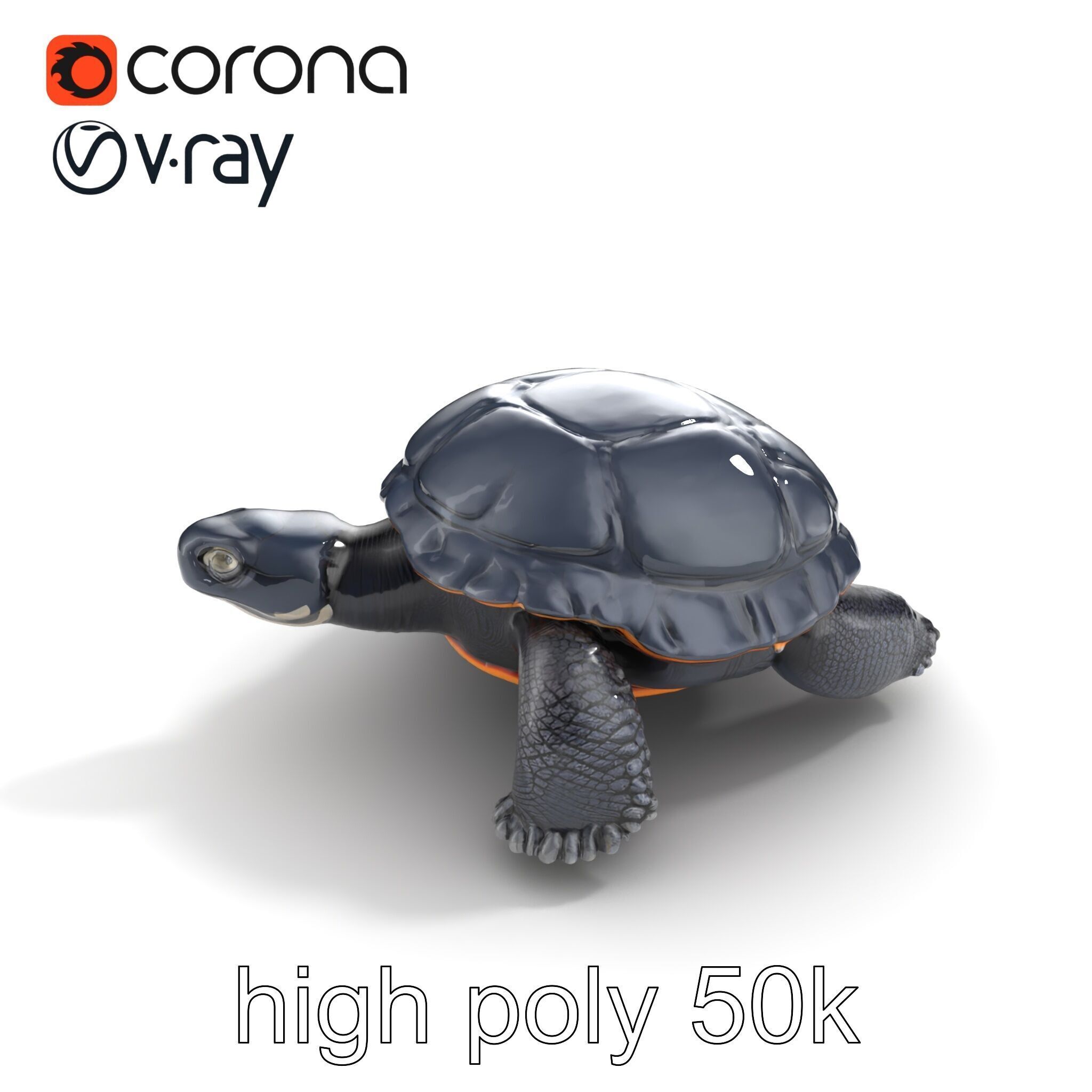 Leatherback Turtle Detailed Shell model pack Low-poly 3D model_21