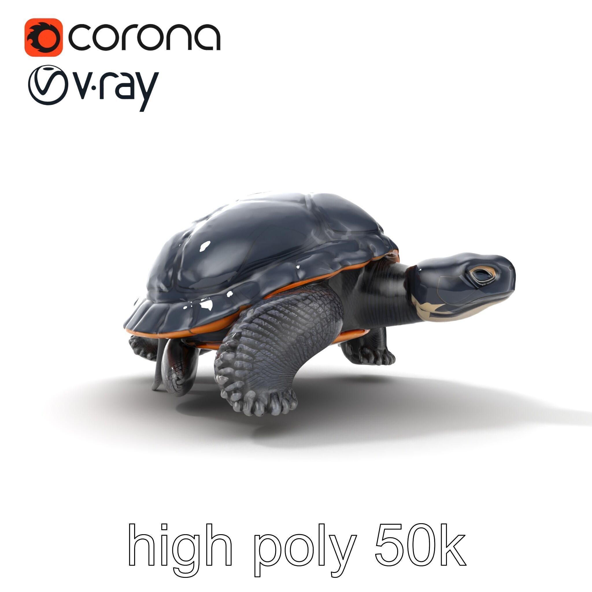 Leatherback Turtle Detailed Shell model pack Low-poly 3D model_13