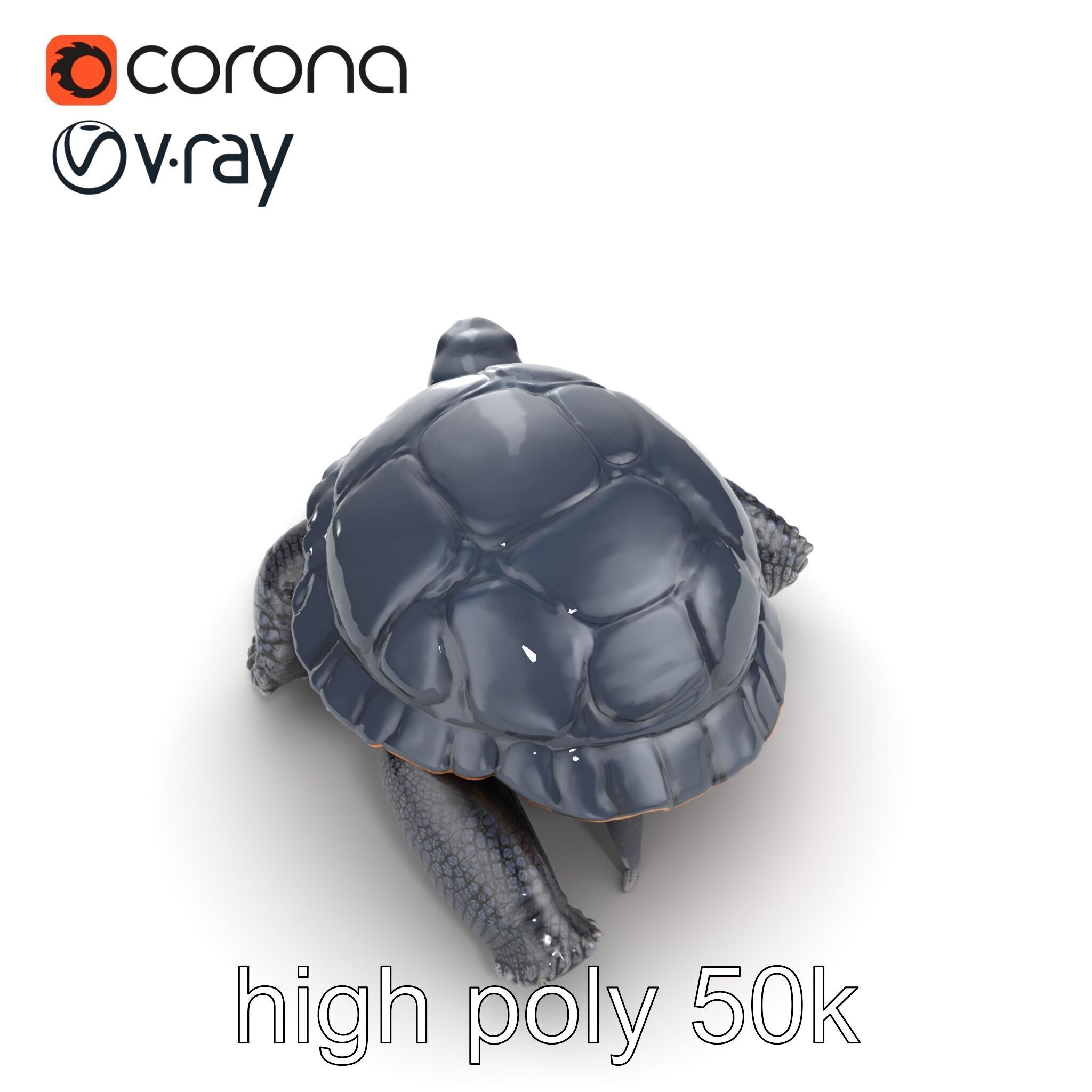Leatherback Turtle Detailed Shell model pack Low-poly 3D model_19