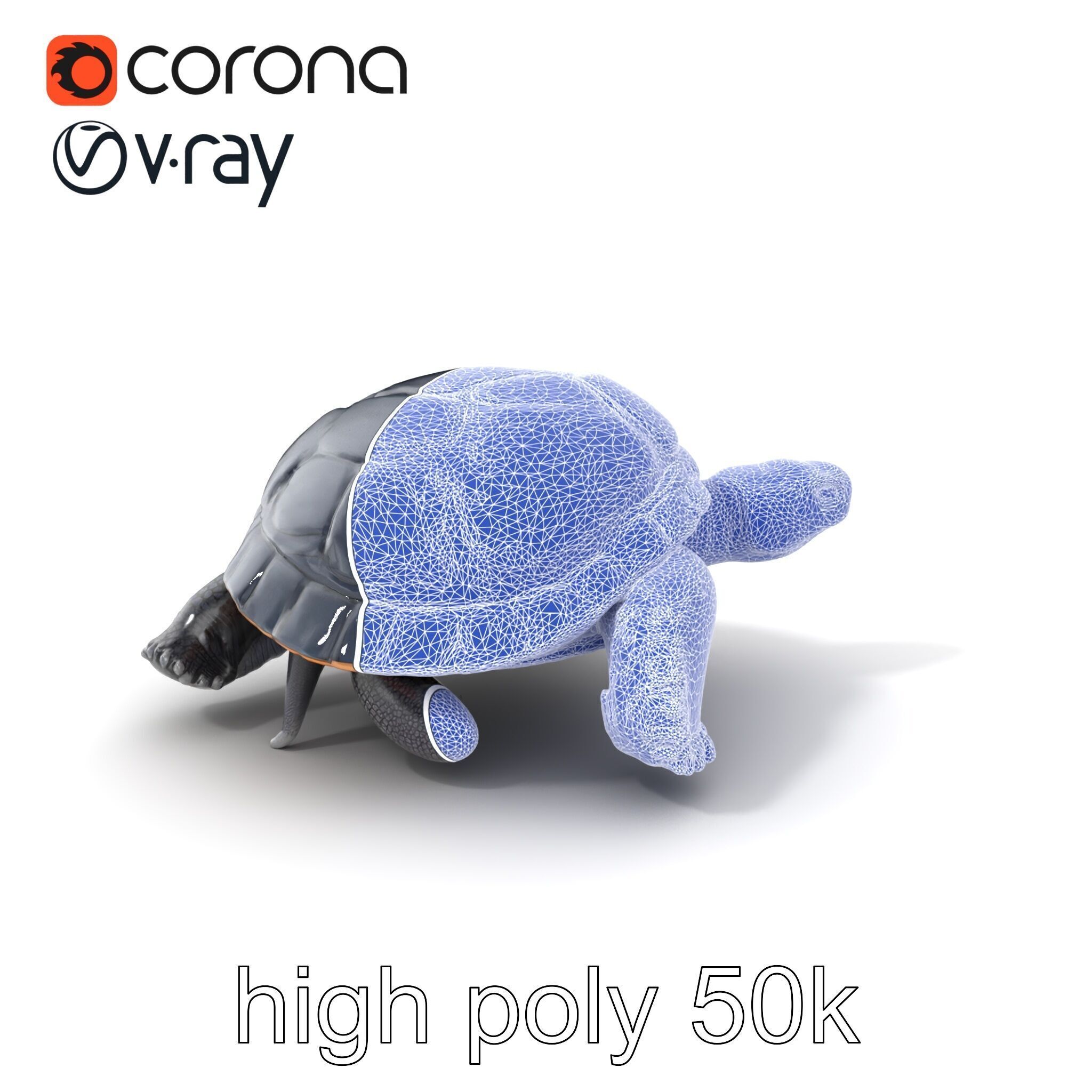 Leatherback Turtle Detailed Shell model pack Low-poly 3D model_10