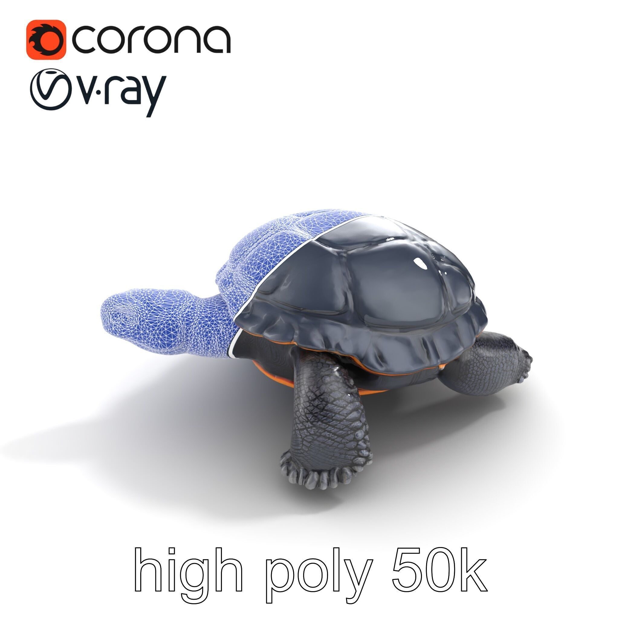 Leatherback Turtle Detailed Shell model pack Low-poly 3D model_17