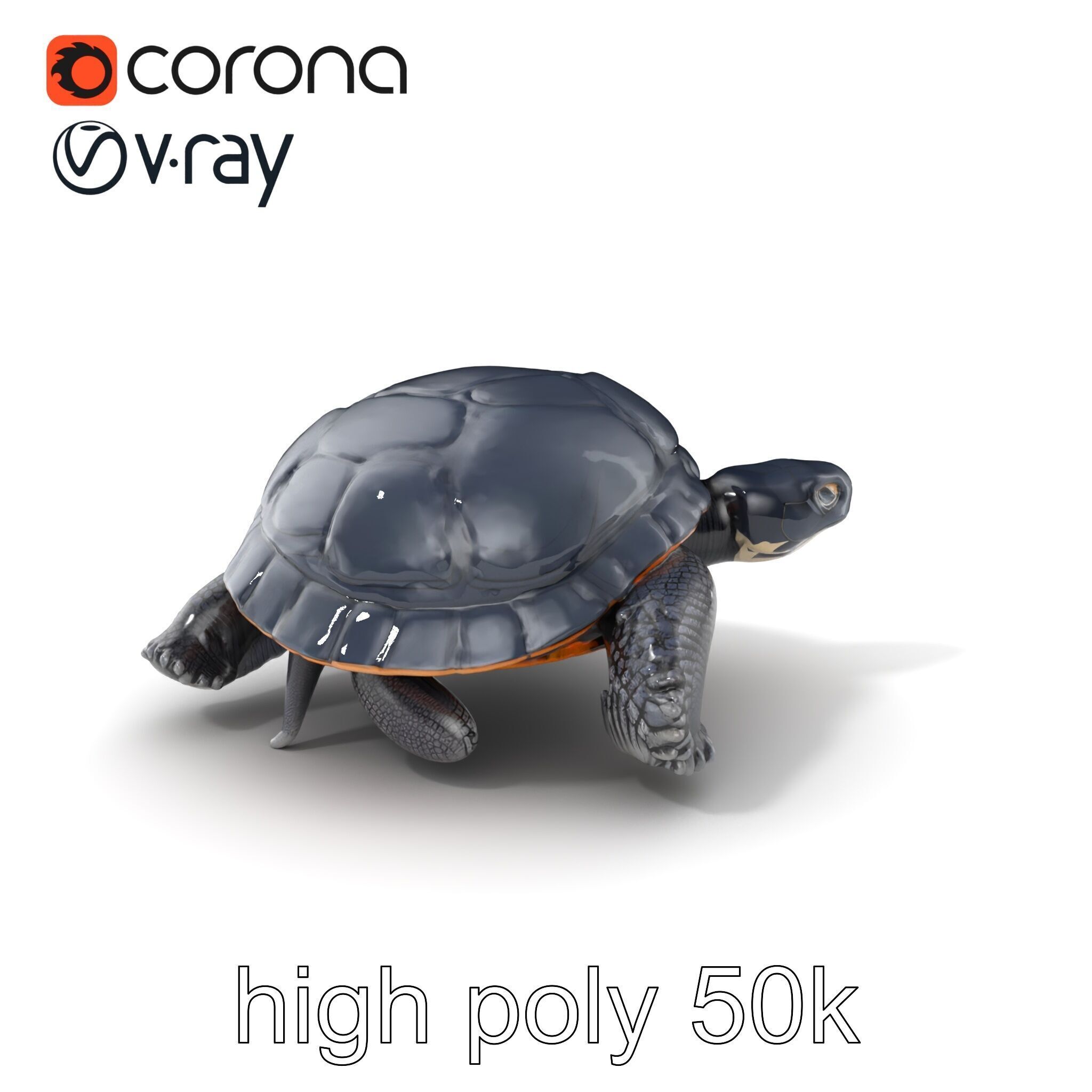 Leatherback Turtle Detailed Shell model pack Low-poly 3D model_2