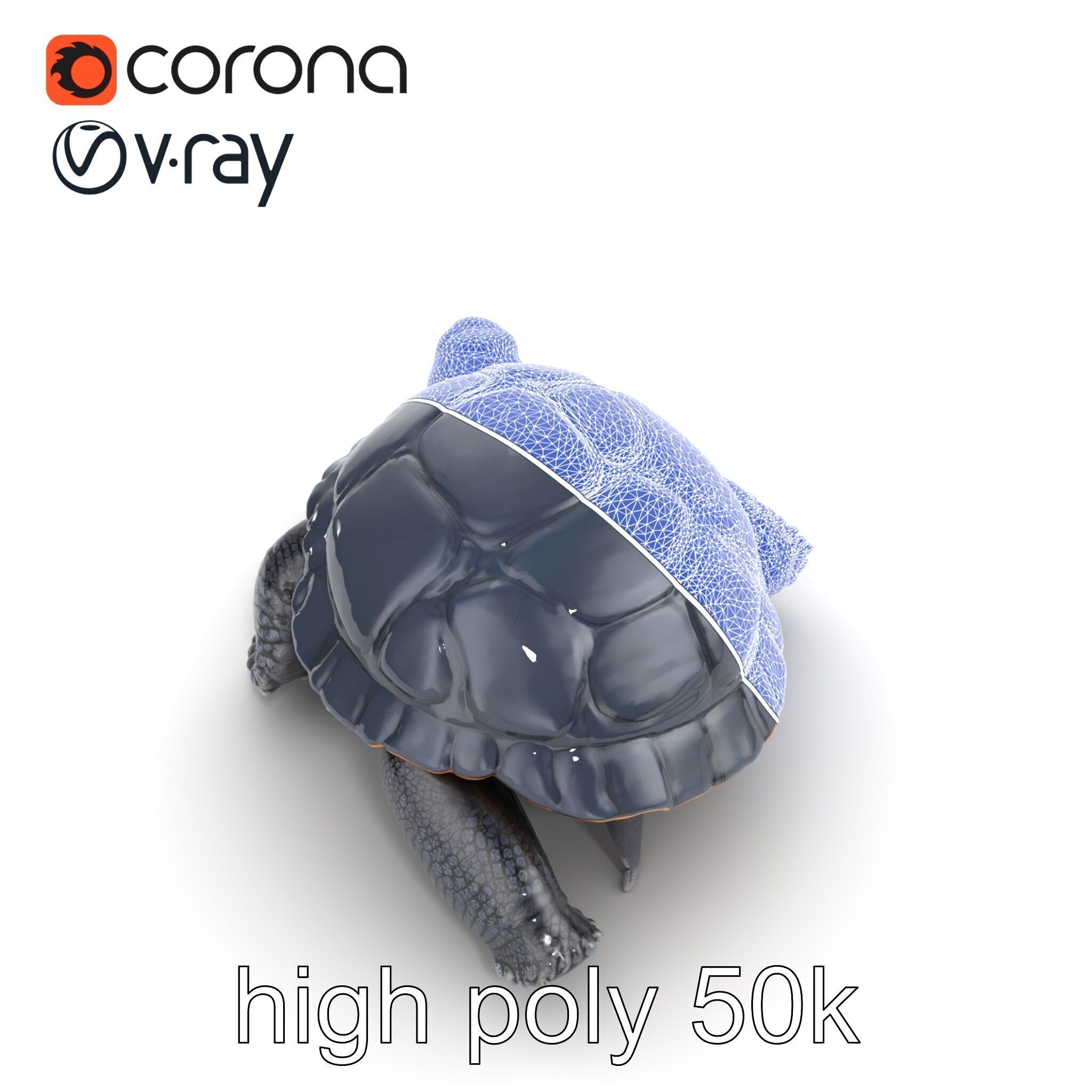 Leatherback Turtle Detailed Shell model pack Low-poly 3D model_31