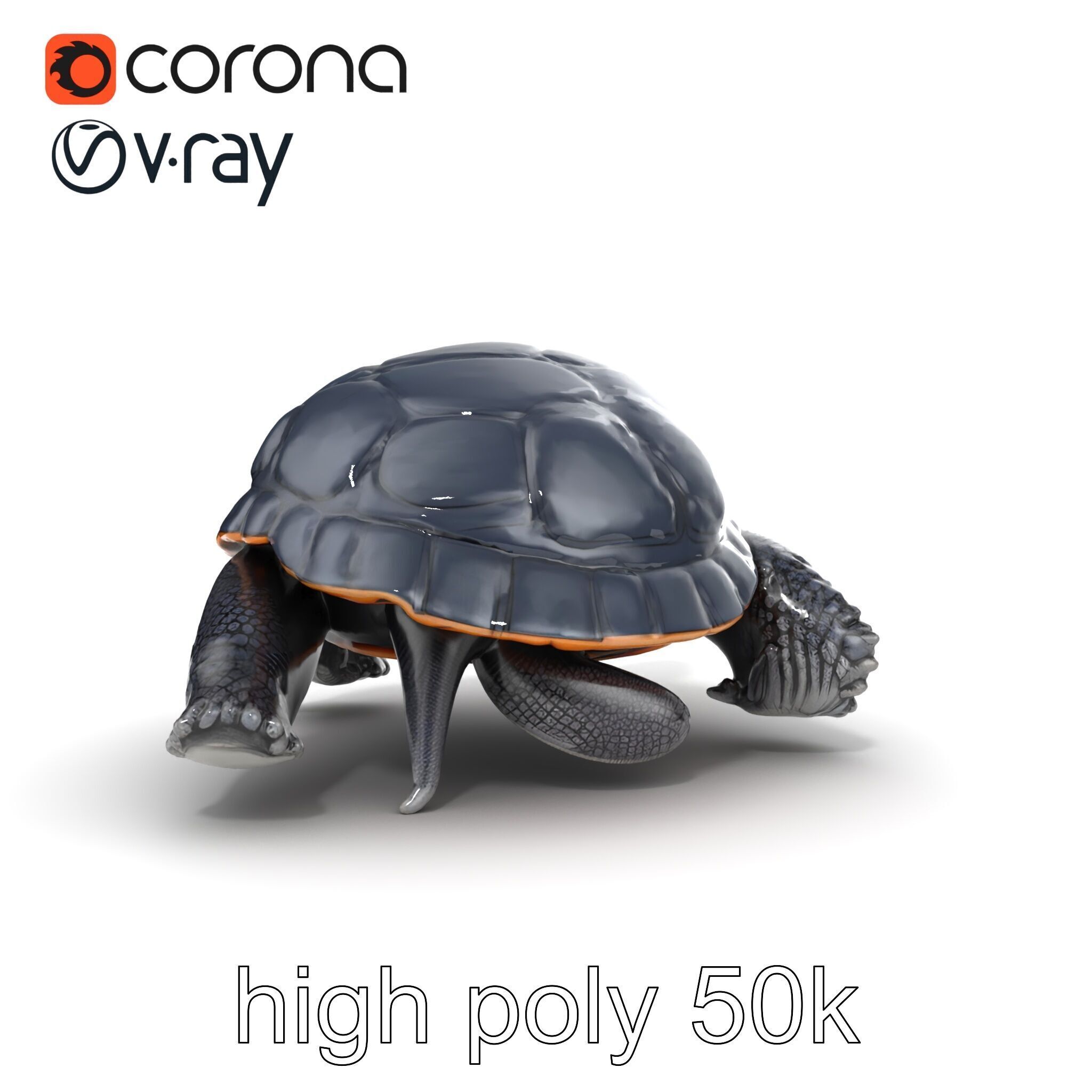 Leatherback Turtle Detailed Shell model pack Low-poly 3D model_26