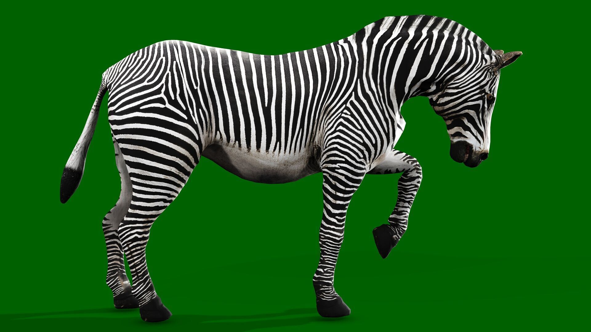 ZEBRA RIGGED ANIMATED 13 Low-poly 3D model_7