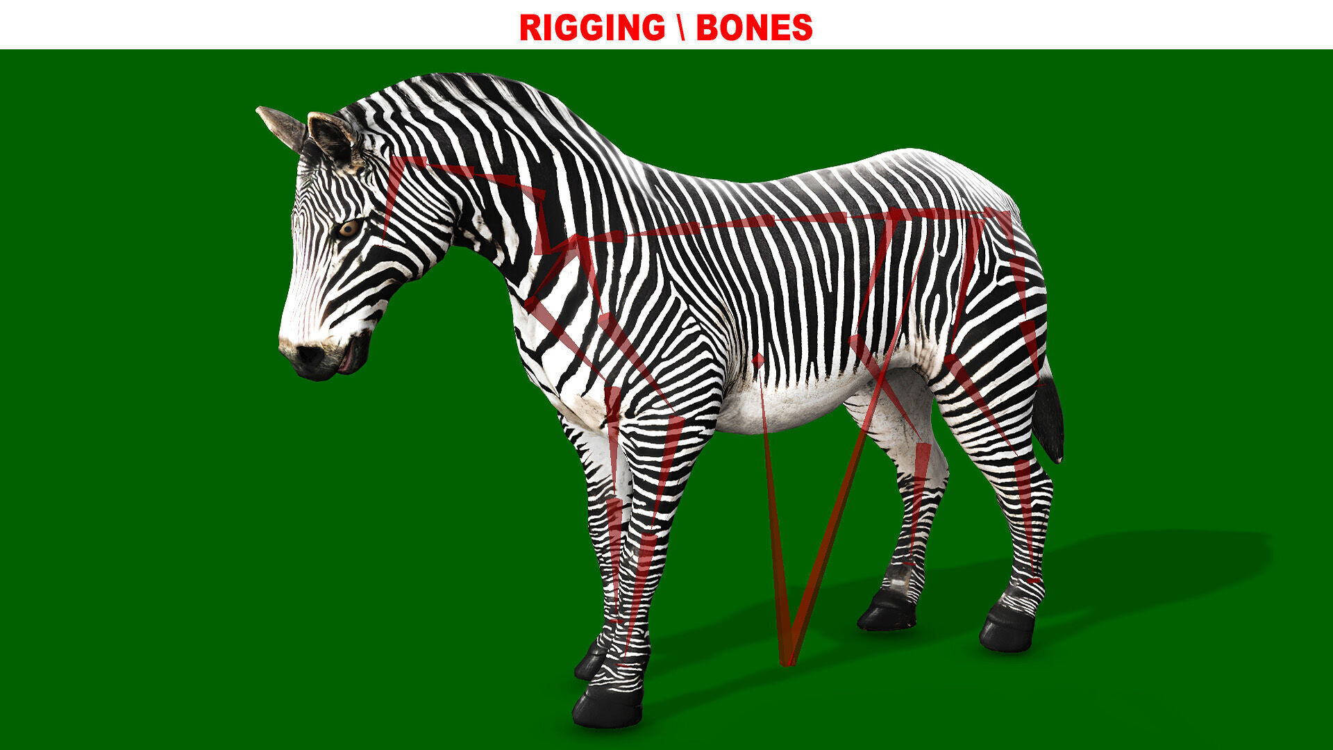 ZEBRA RIGGED ANIMATED 13 Low-poly 3D model_9
