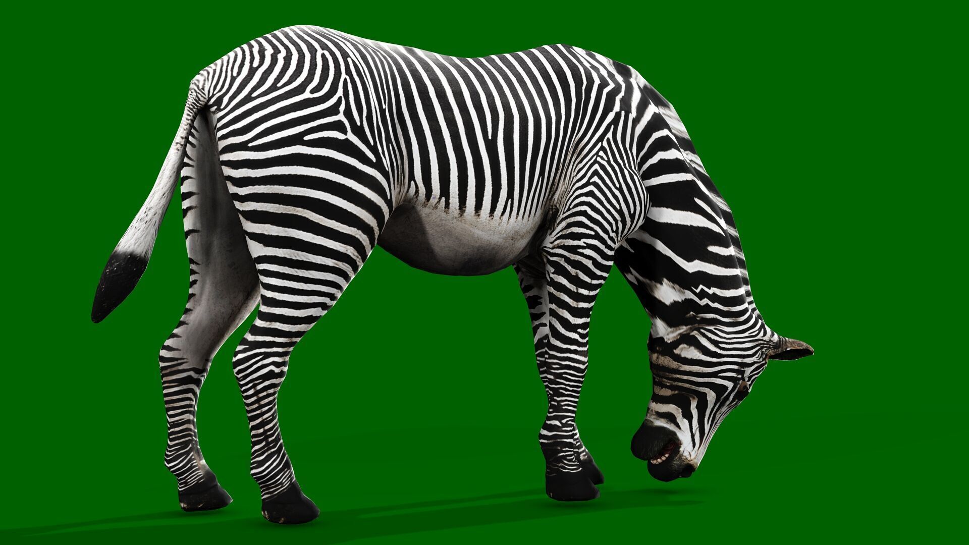 ZEBRA RIGGED ANIMATED 13 Low-poly 3D model_5