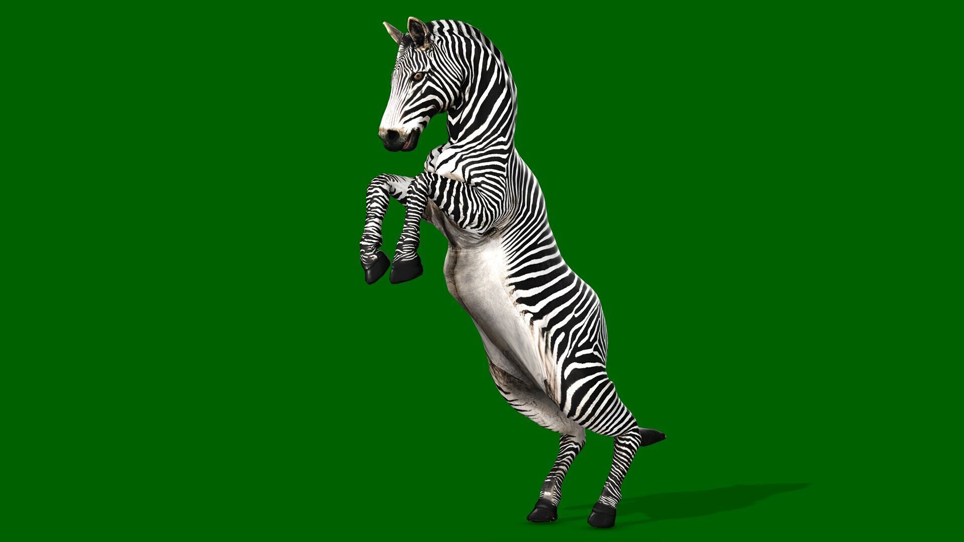 ZEBRA RIGGED ANIMATED 13 Low-poly 3D model_6
