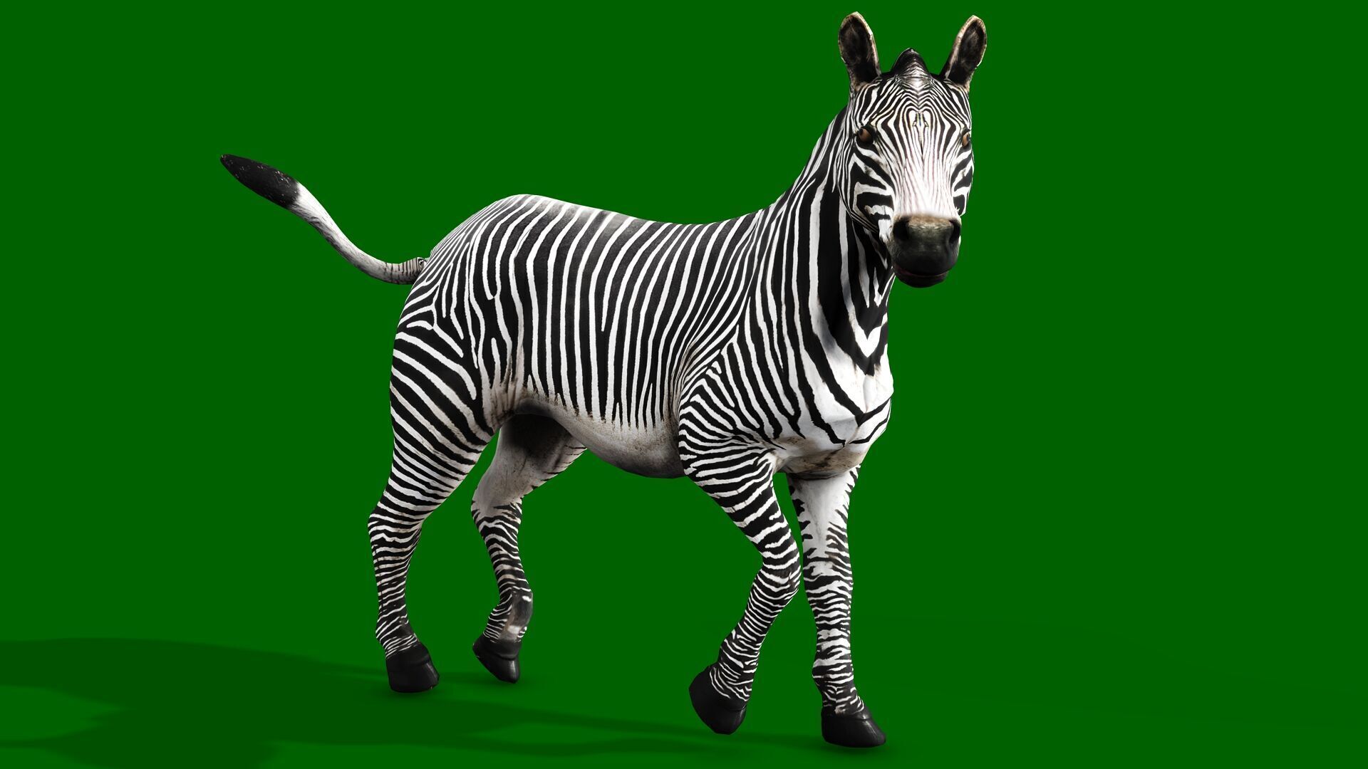 ZEBRA RIGGED ANIMATED 13 Low-poly 3D model_1