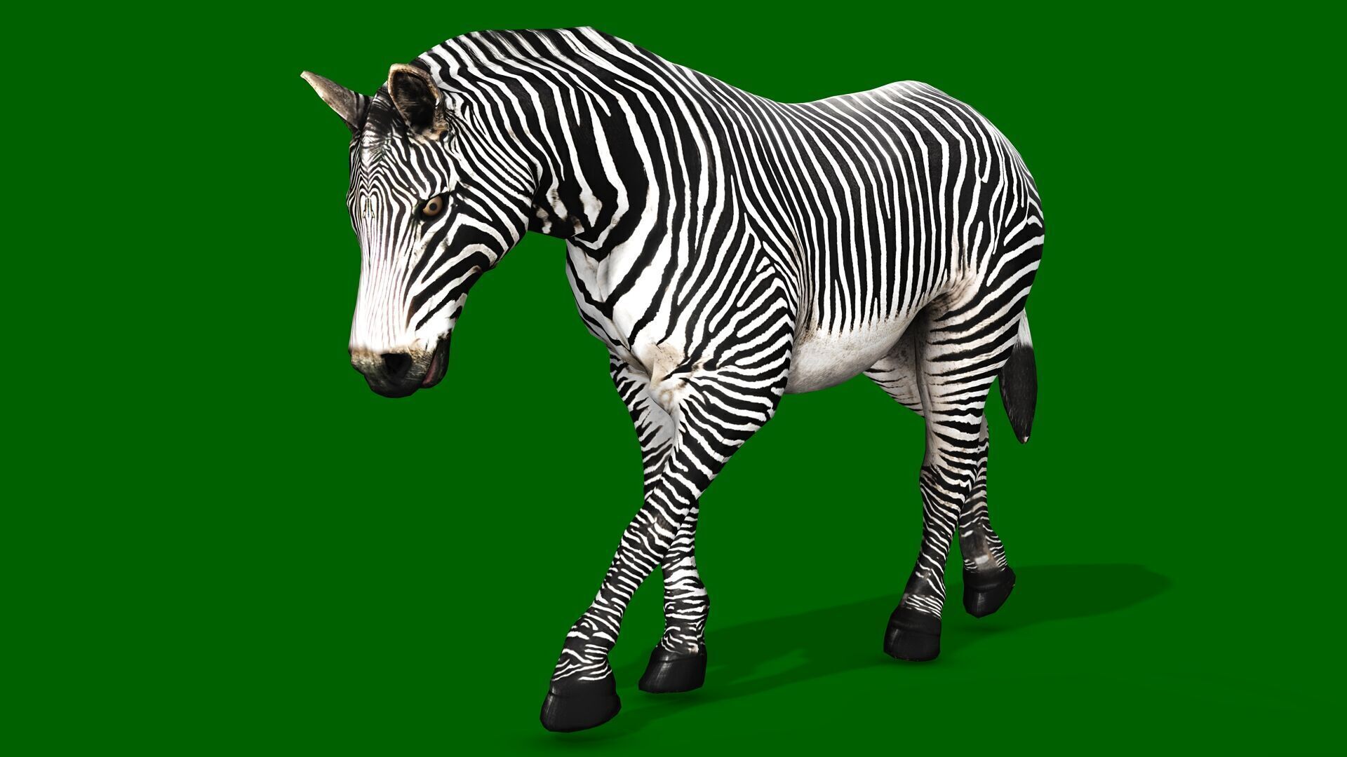 ZEBRA RIGGED ANIMATED 13 Low-poly 3D model_3