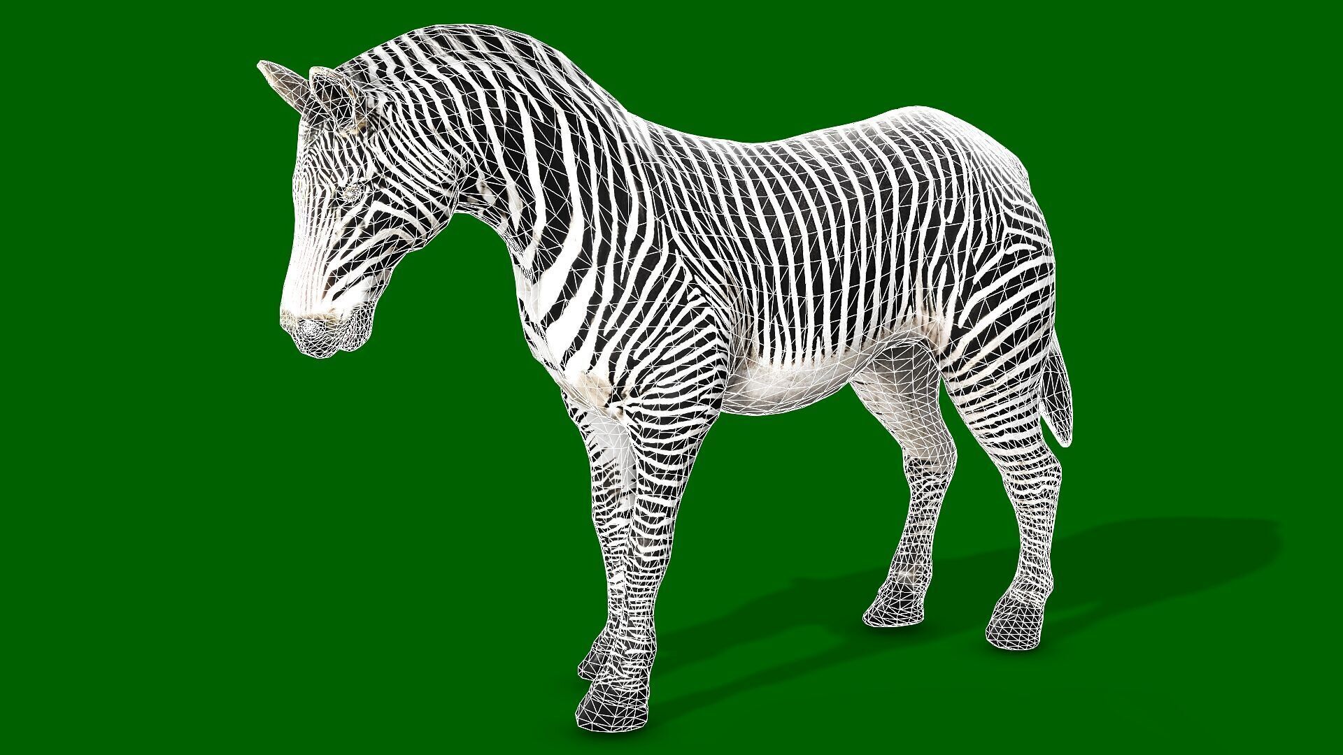 ZEBRA RIGGED ANIMATED 13 Low-poly 3D model_11