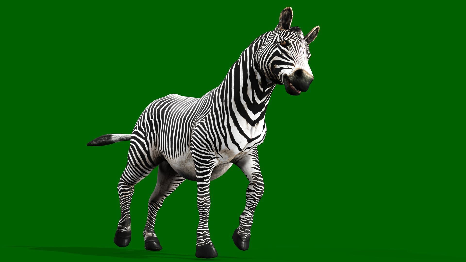 ZEBRA RIGGED ANIMATED 13 Low-poly 3D model_4