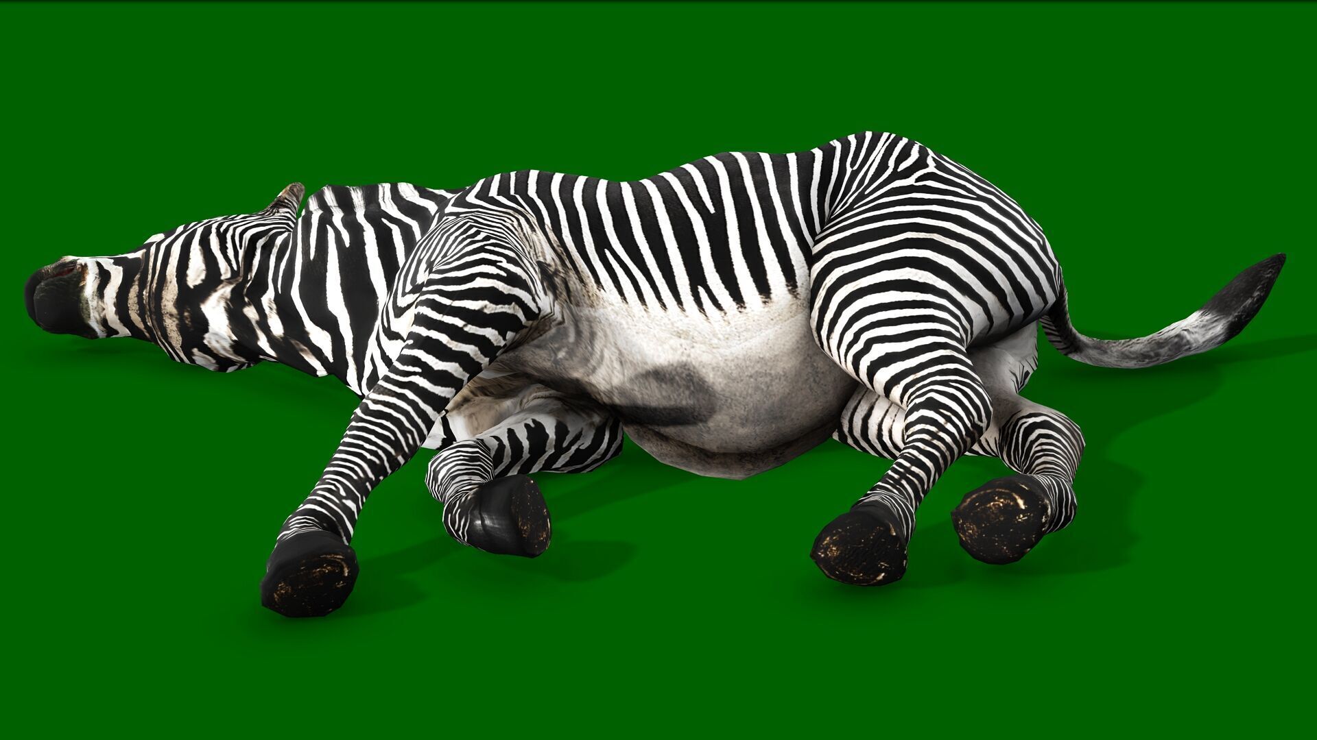 ZEBRA RIGGED ANIMATED 13 Low-poly 3D model_8
