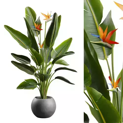 Bird Of Paradise Plant in Concrete Planter
