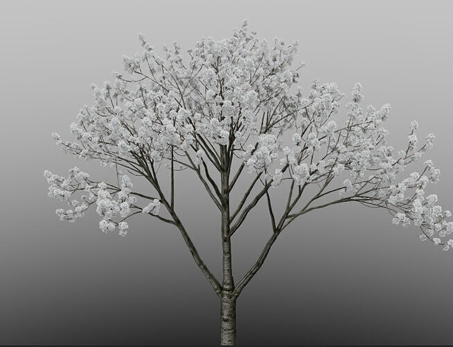 White Spring Peach Blossom Plant Model 3D model