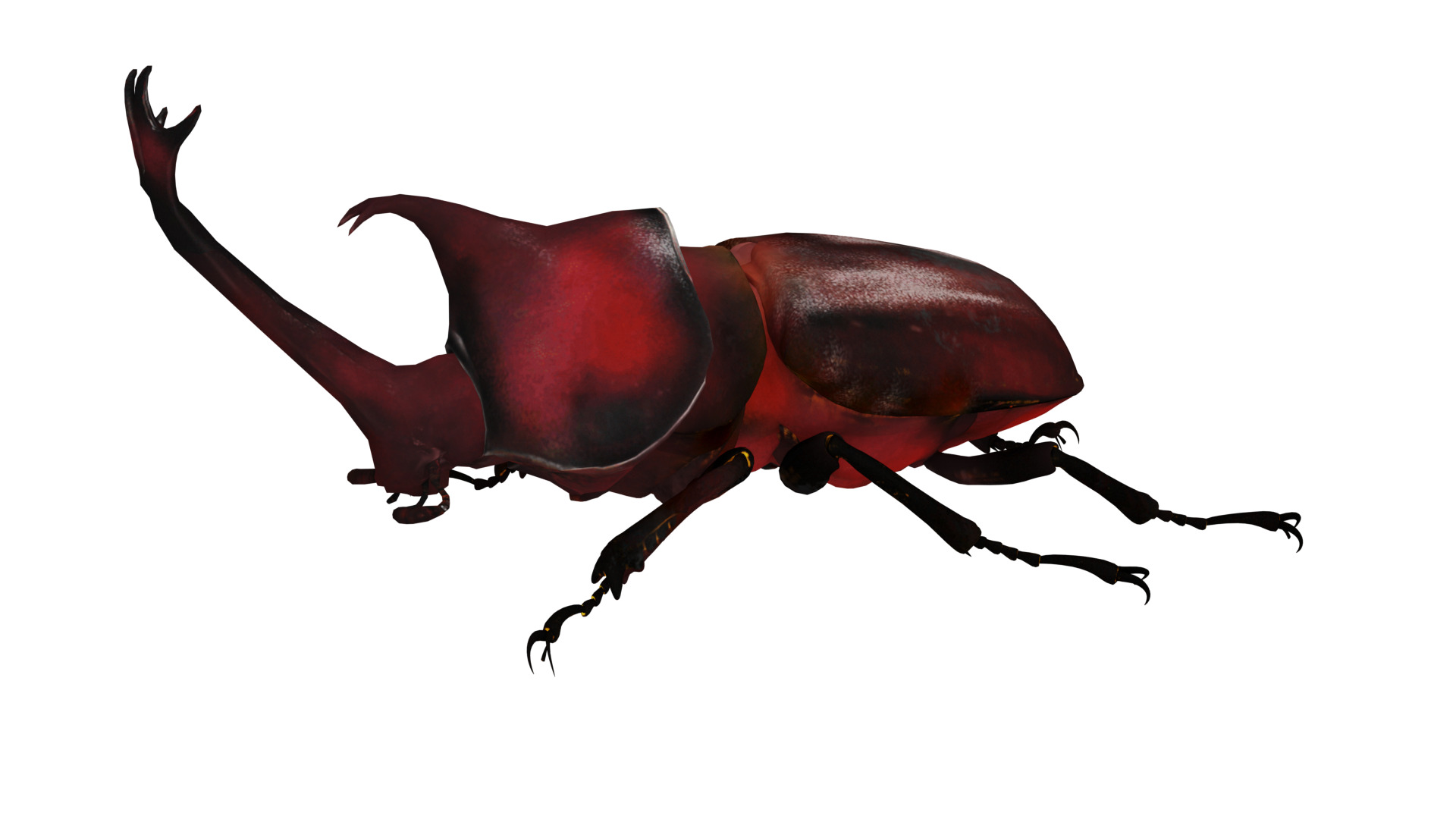 Dynastinae Rhinoceros Beetle Low-poly 3D model_37