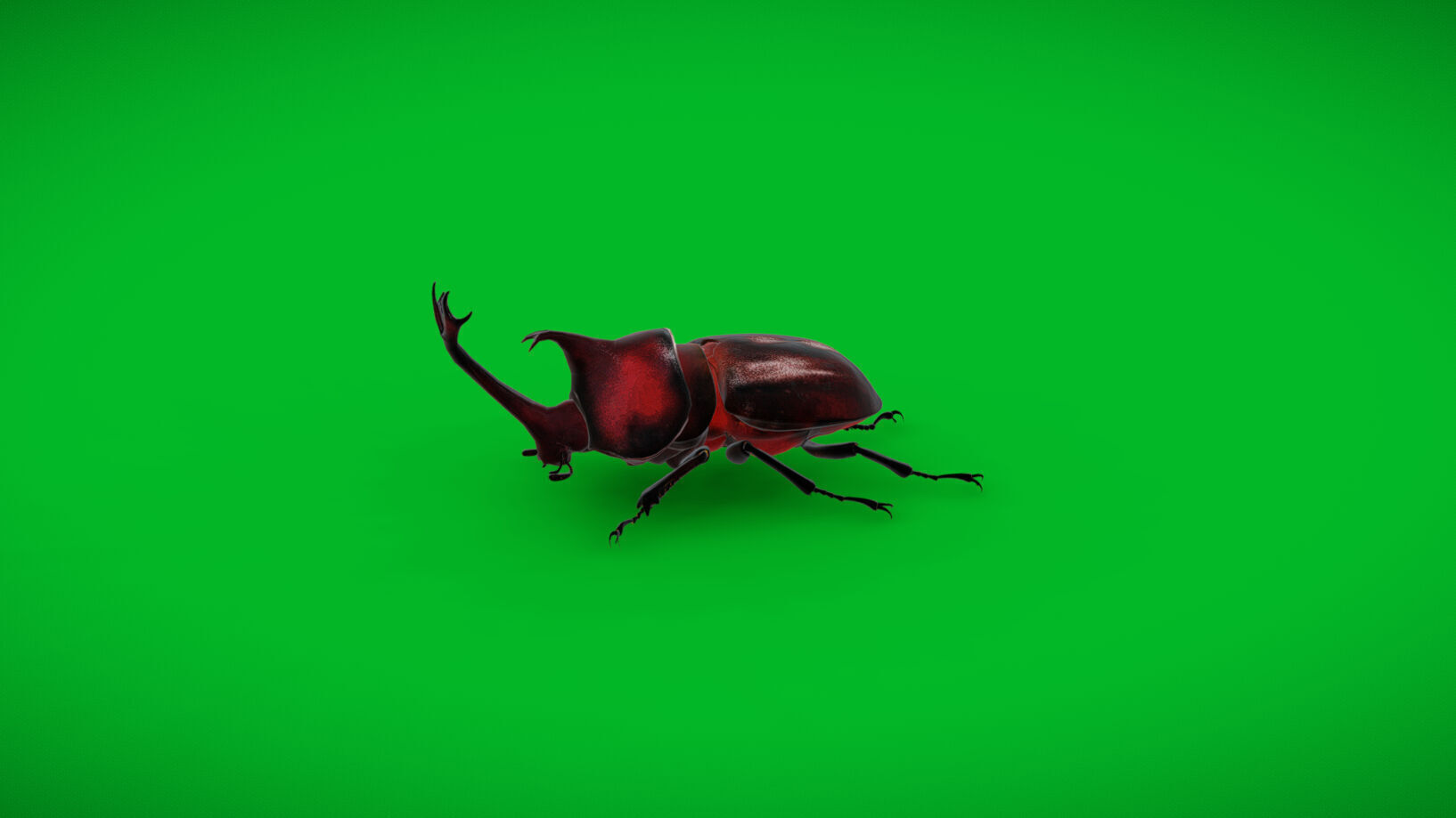 Dynastinae Rhinoceros Beetle Low-poly 3D model_39