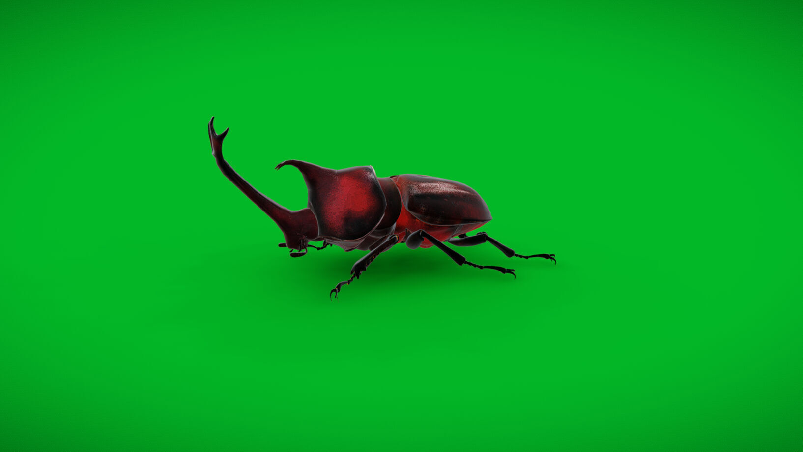 Dynastinae Rhinoceros Beetle Low-poly 3D model_40