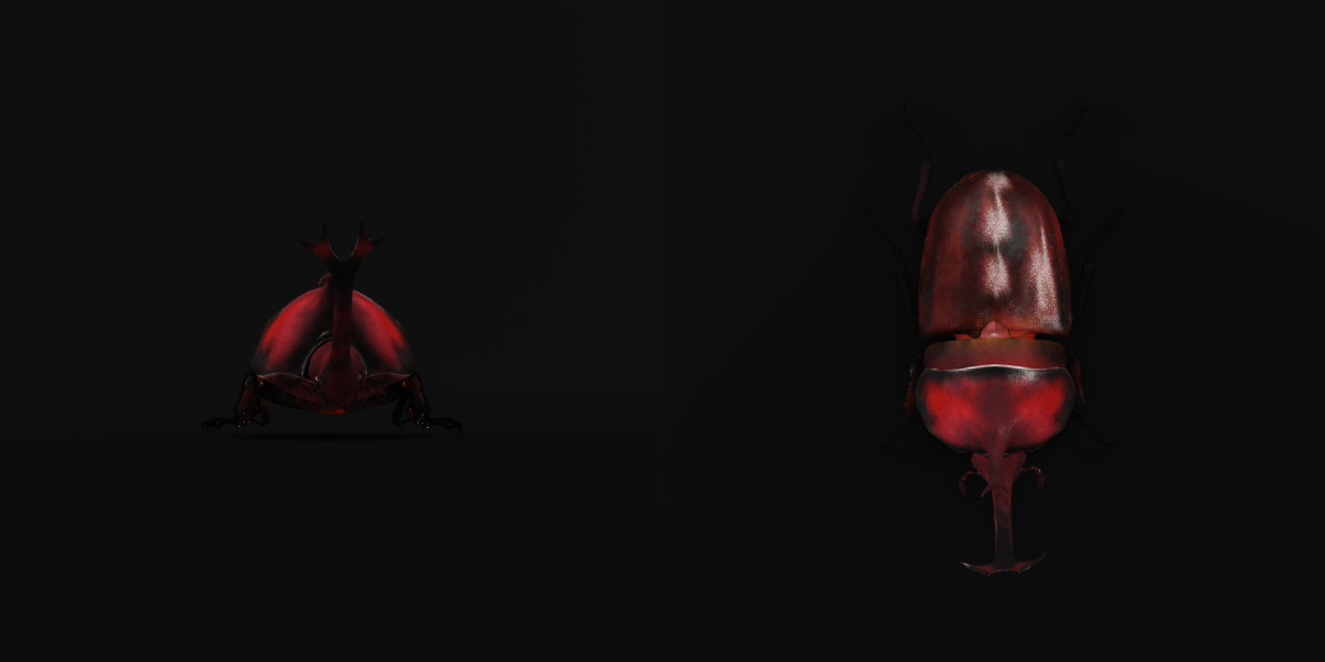 Dynastinae Rhinoceros Beetle Low-poly 3D model_35