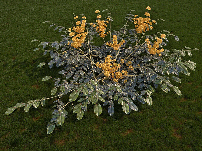 Mahonia aquifolium 3D model