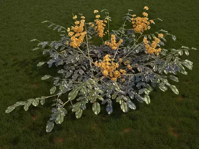 Mahonia aquifolium