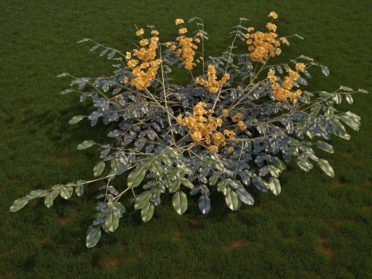 Mahonia aquifolium 3D model