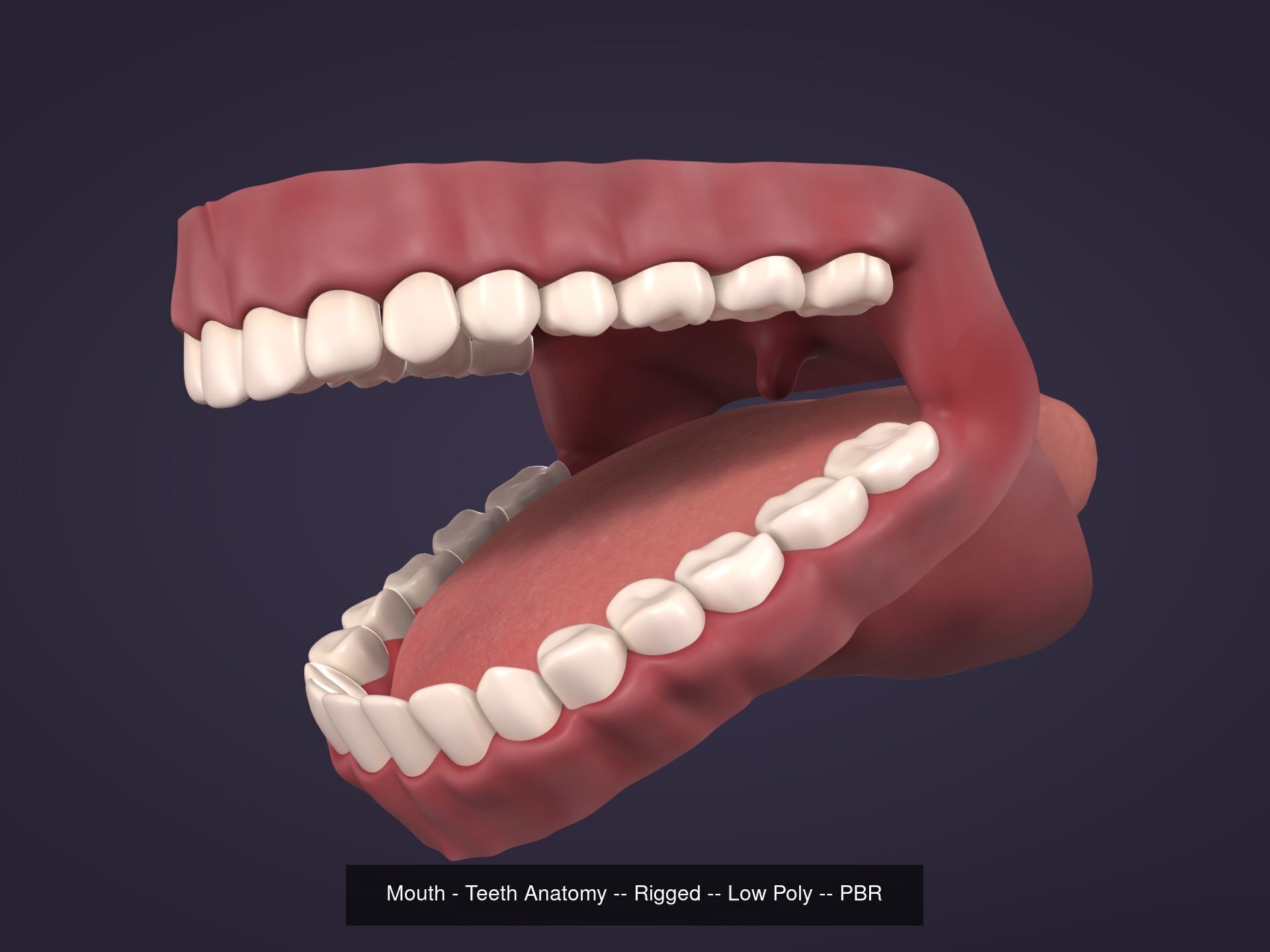 Anatomy - Skeleton - Mouth - Teeth 3D Model Collection_1