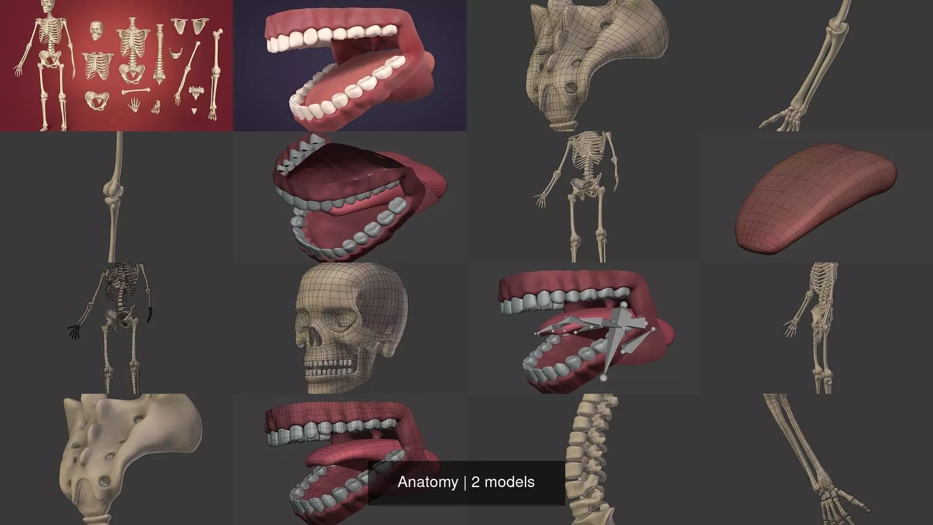 Anatomy - Skeleton - Mouth - Teeth 3D Model Collection_0