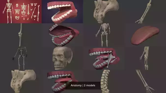 Anatomy - Skeleton - Mouth - Teeth 3D Model Collection