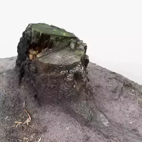Photorealistic 3D scan of Tree Sawed Stump