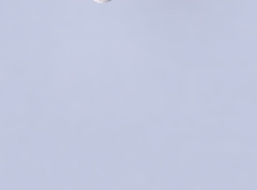 Bowl wide and twisted with extruded vertical lines 3D print model_2